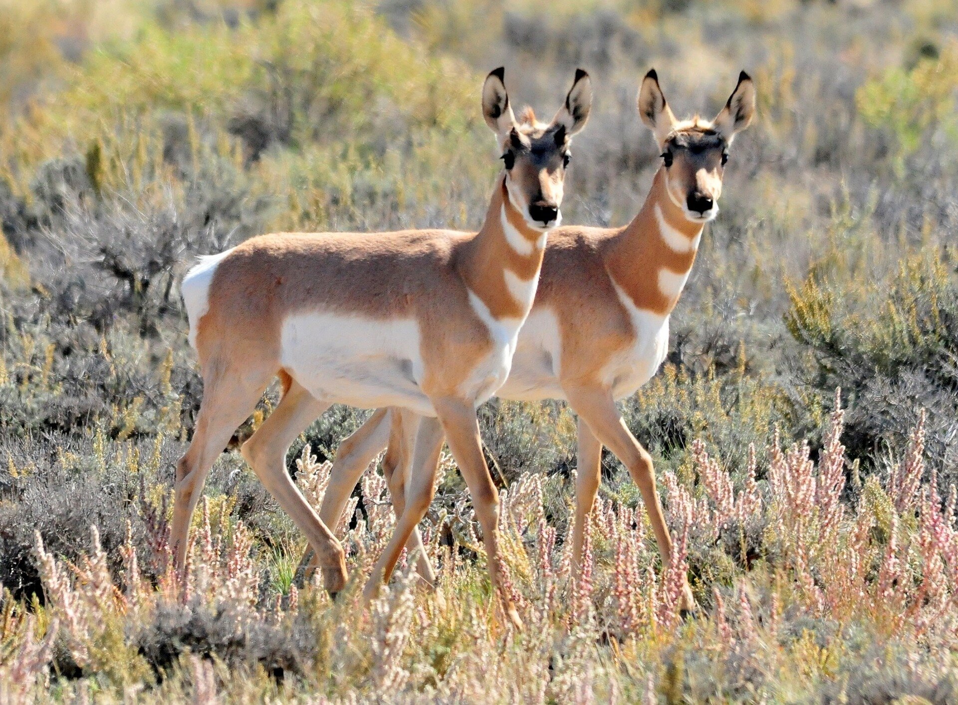 Desert mystery: Why have pronghorn antelope returned to ...