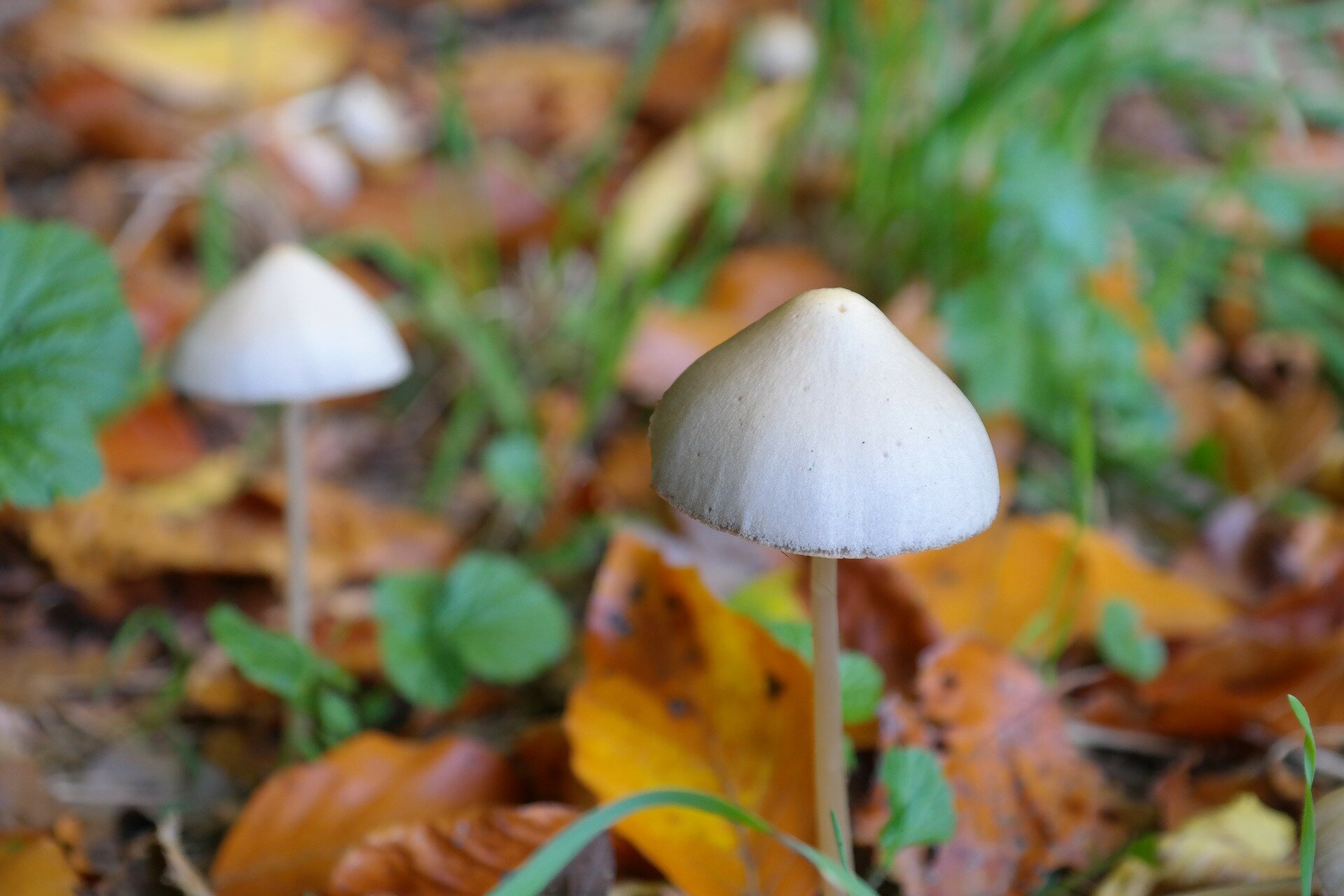 #Psychedelic ‘magic mushroom’ drug may ease some depression
