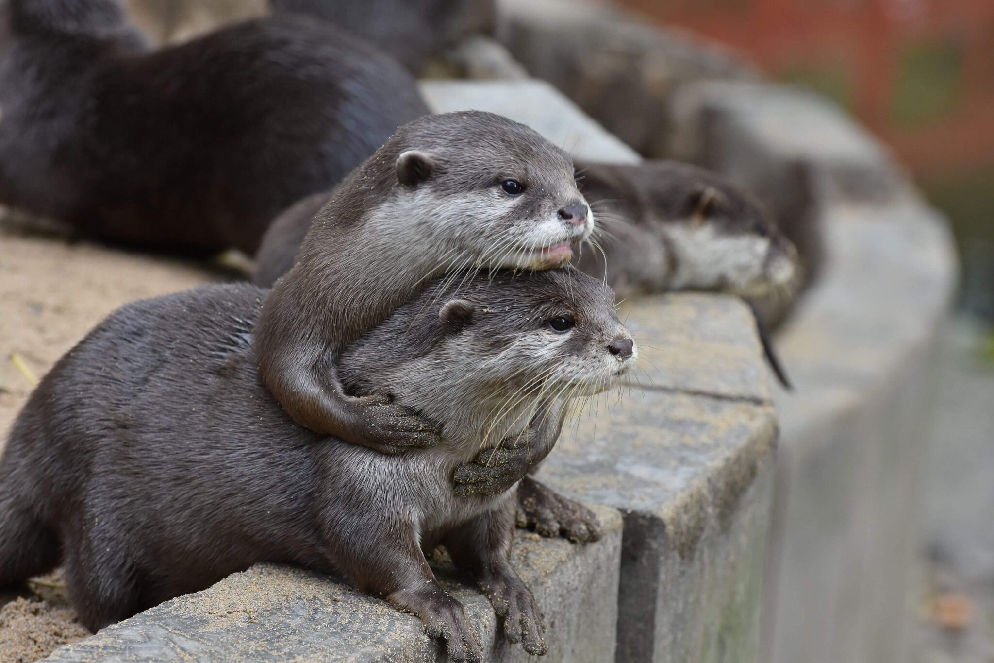 Puzzled Otters Learn From Each Other