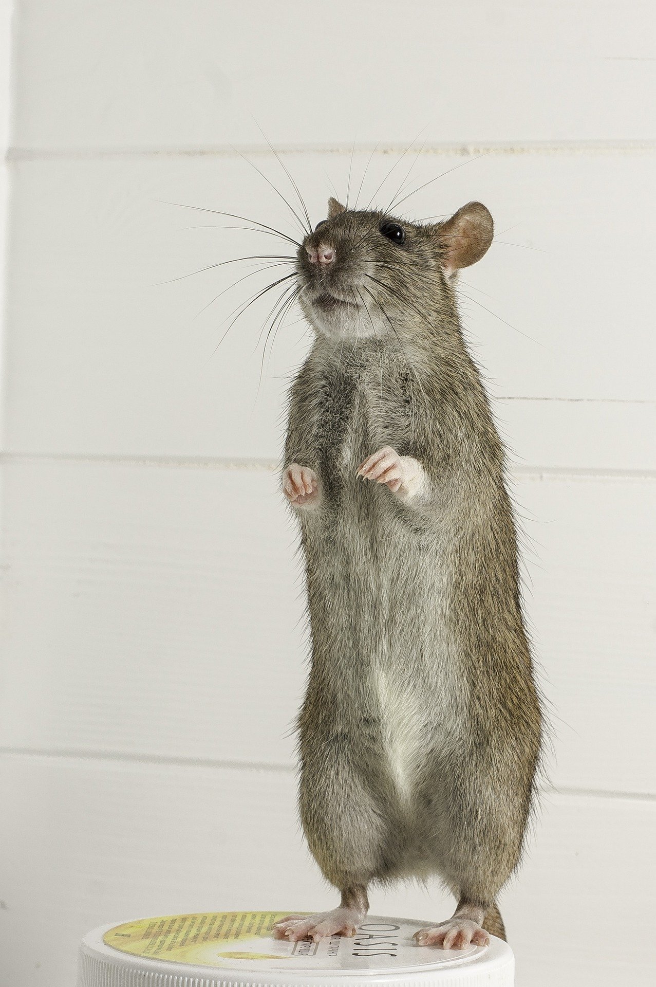 photo of I'll scratch yours if you scratch mine: How rats help each other out image