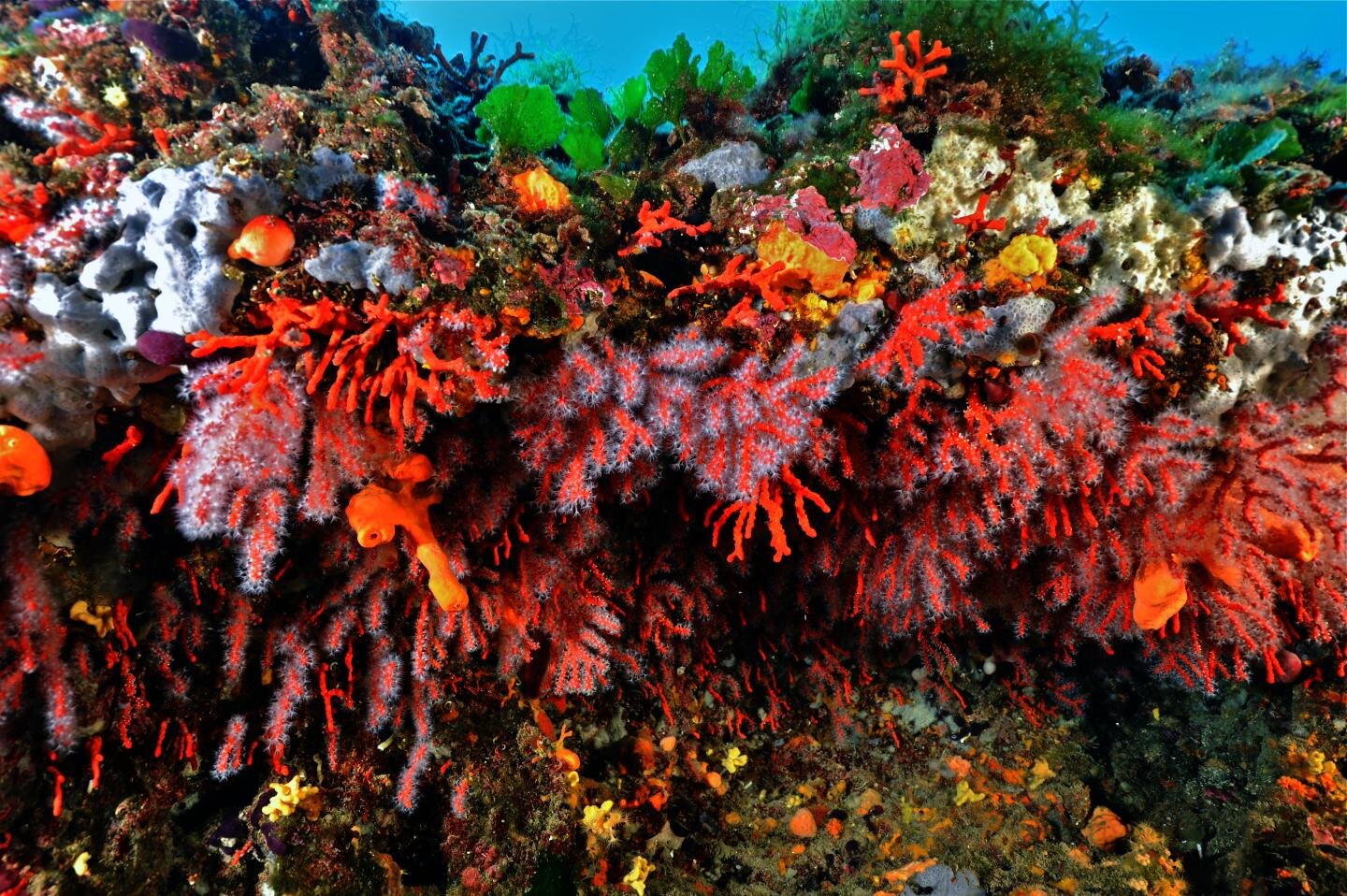 mediterranean coral