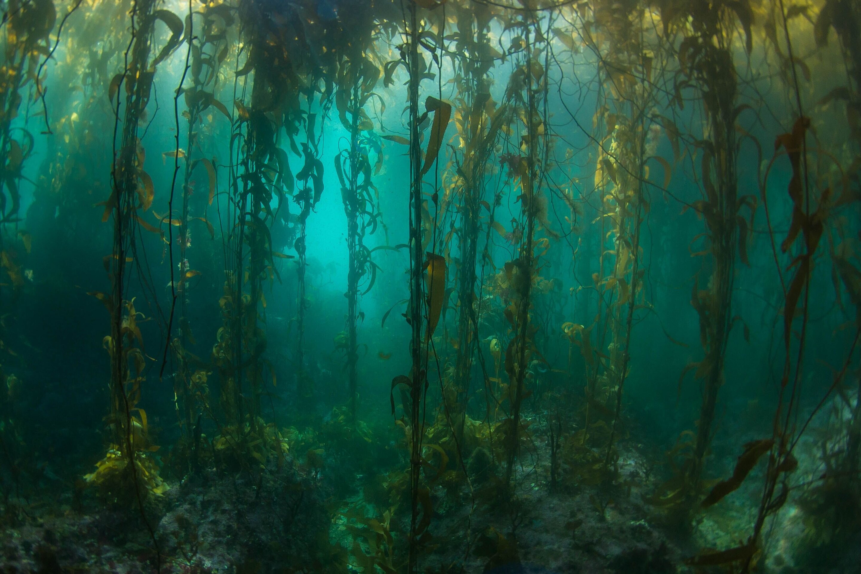 Ламинария в холодных морях. Водоросли келп ламинариевые. Ламинария Kelp. Диатомеи водоросли Тихого океана. Подводный "лес"(Kelp Forest).