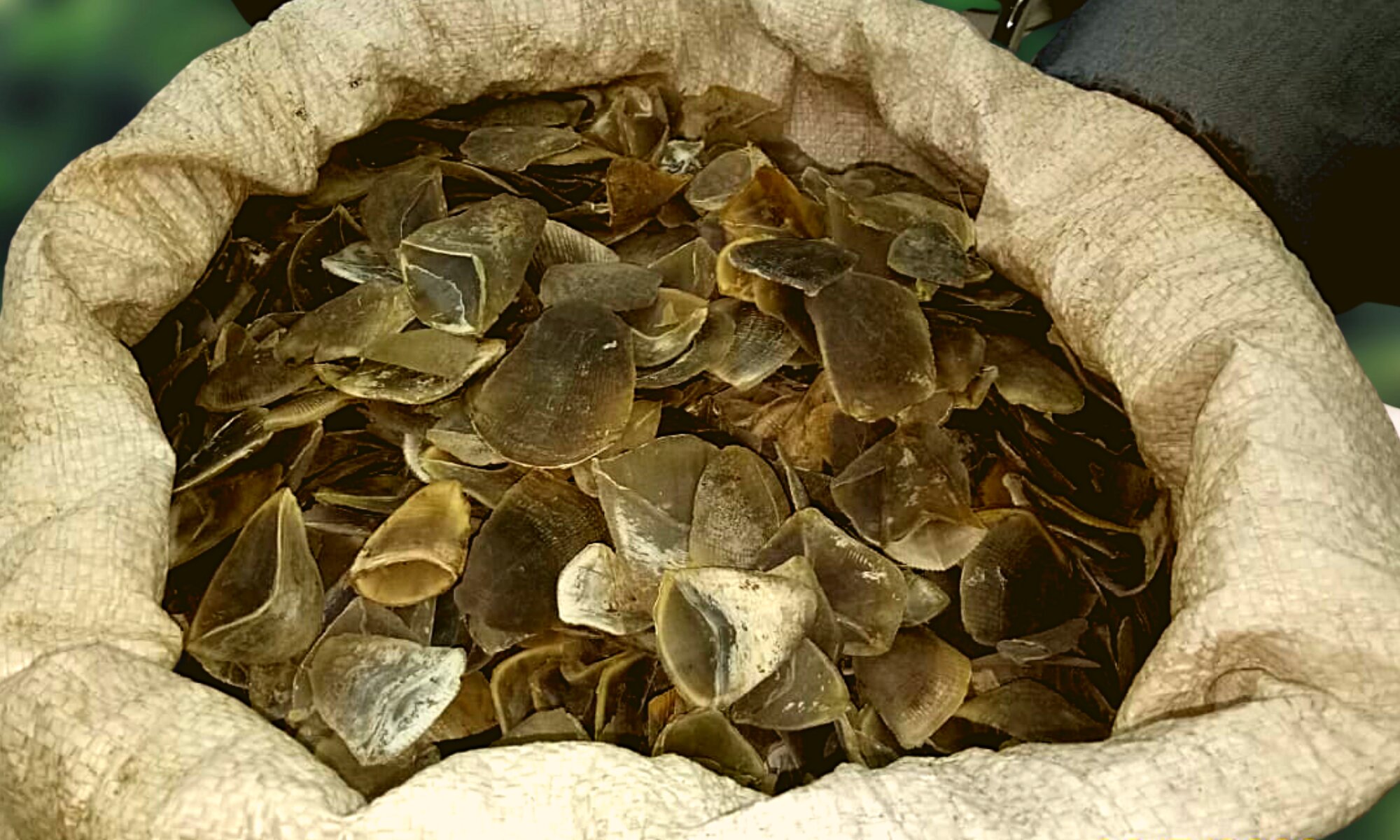 Scales of critically endangered pangolin seized in Sumatra
