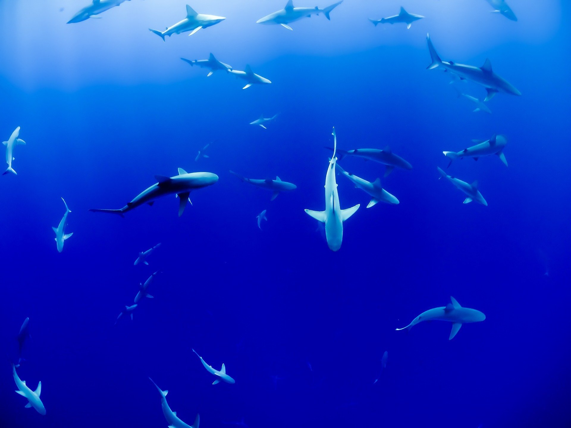 DNA-Barcode identifiziert gefährdete Haiarten, die Heimtierfutter heimlich zugesetzt werden