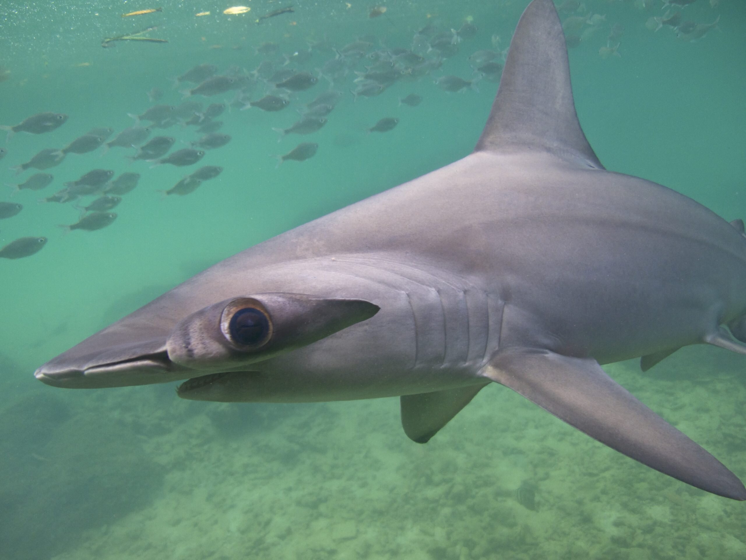 Shark may avoid cold blood by holding its breath on deep dives