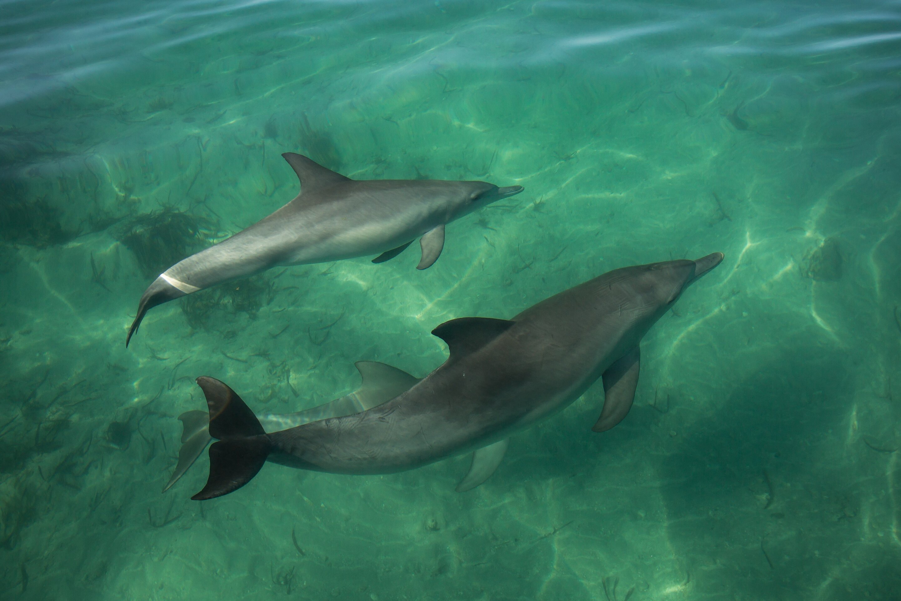 Shelling out for dinner: Dolphins learn foraging skills from peers