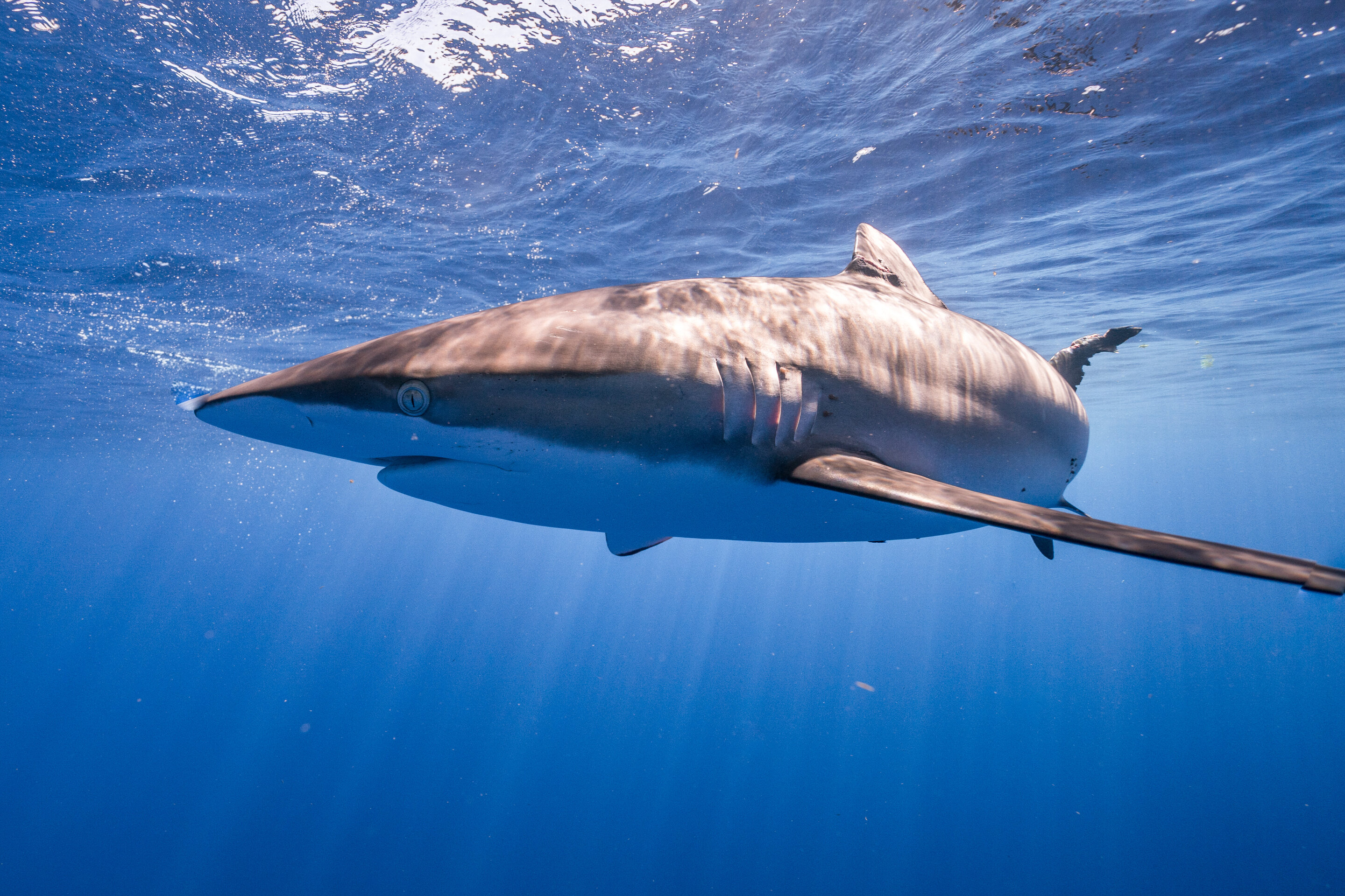 Silky sharks find hope in Atlantic, remain targets in Indo-Pacific