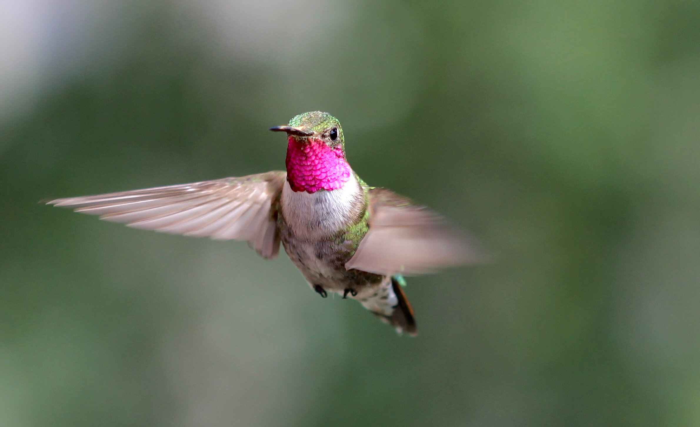 Spectacular bird's-eye view? Hummingbirds see perse colors humans can only imagine