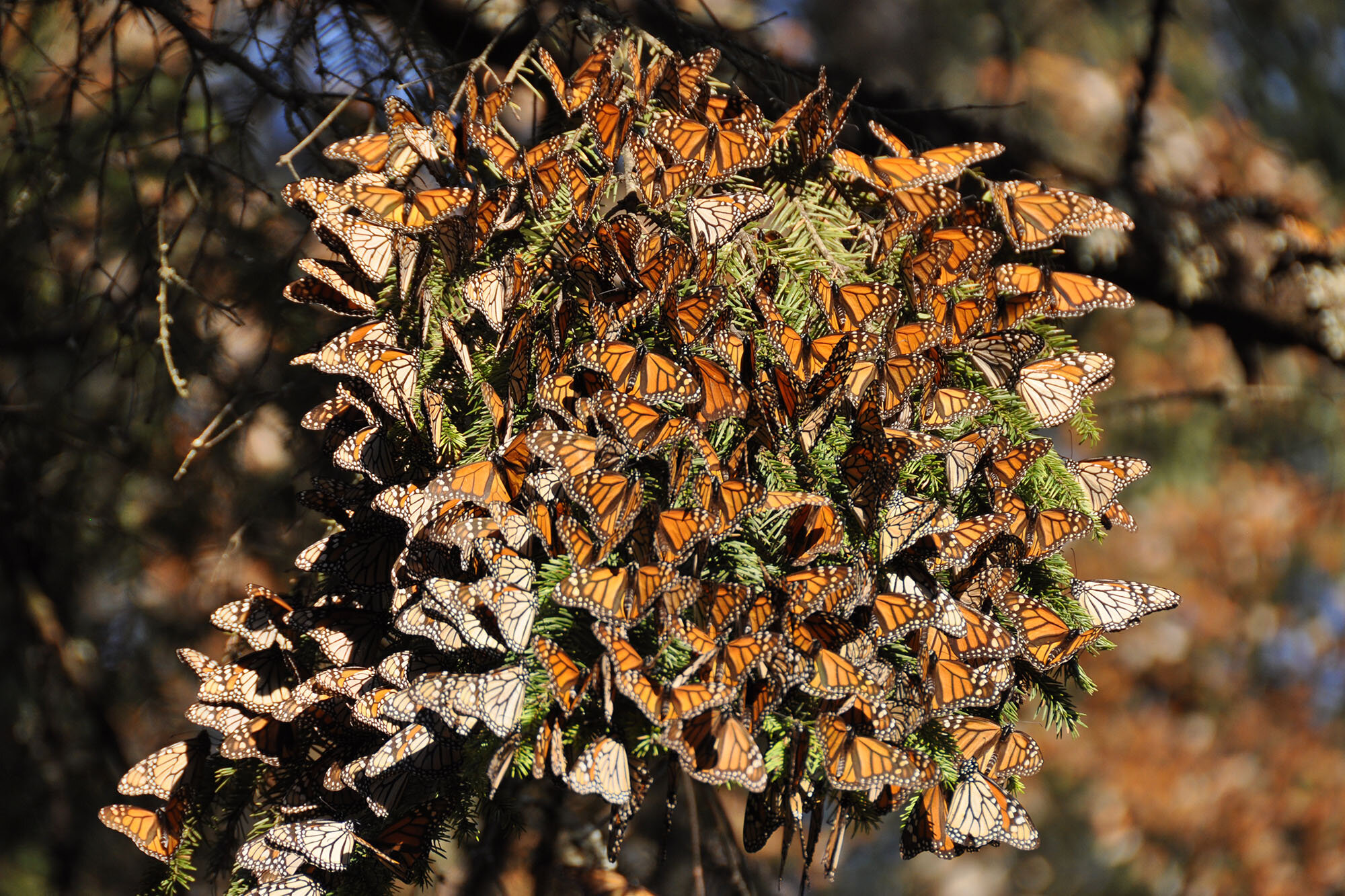 Conservation efforts needed to support monarch butterfly population  recovery
