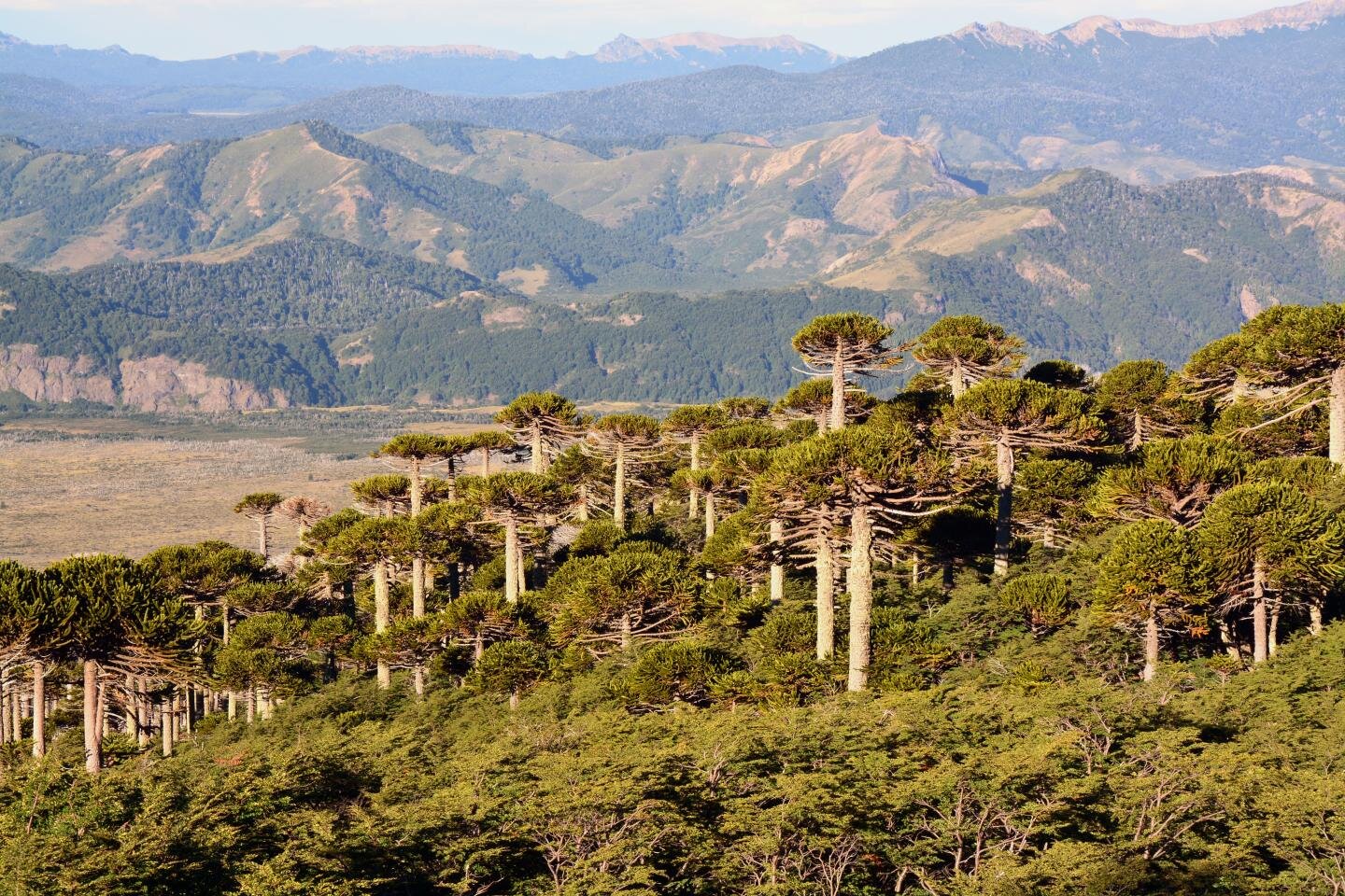 Tree rings show unprecedented rise in extreme weather in South America - Phys.org