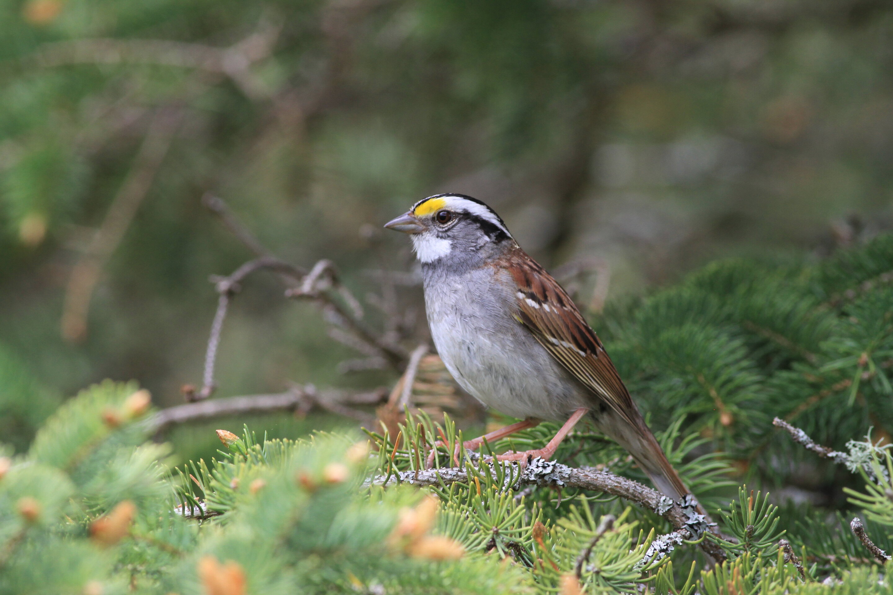 photo of Twenty-year study tracks a sparrow song that went 'viral' across Canada image