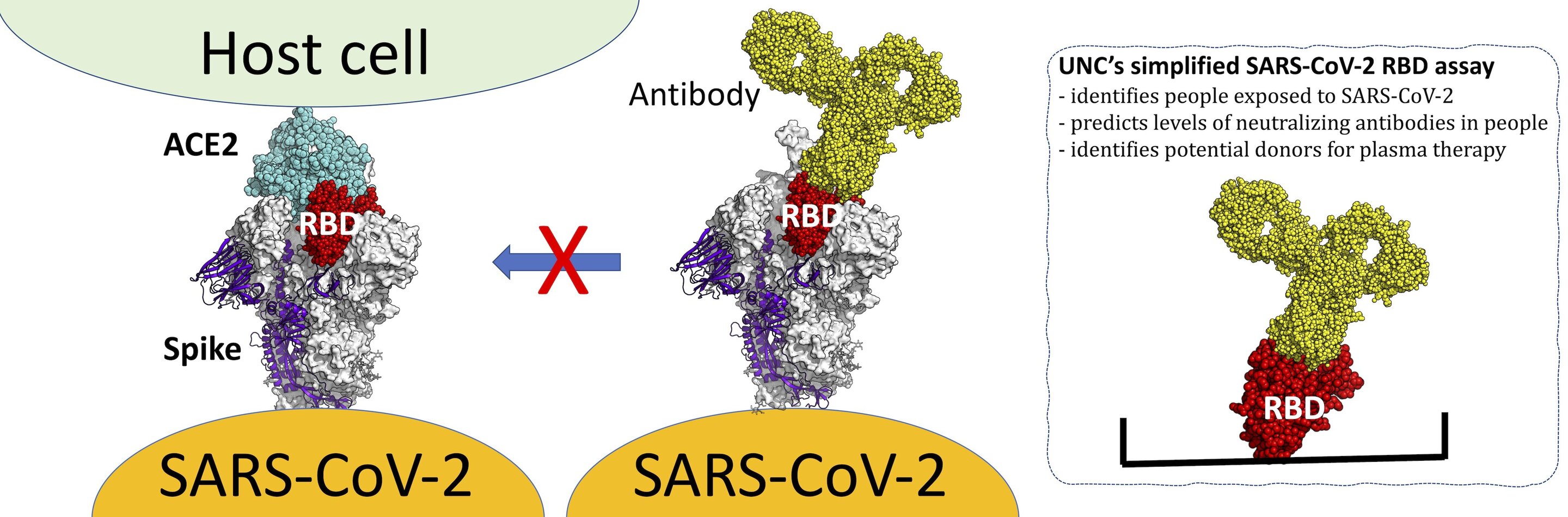 Rbd домену. Коронавирус SARS-cov2,АТ IGG К RBD домену s-белка. Антитела к белку SARS cov 2. Антитела к RBD домену спайкового белка SARS-cov-2. Антитела к RBD домену спайкового (s) белка SARSCOV-2, IGG (колич.).