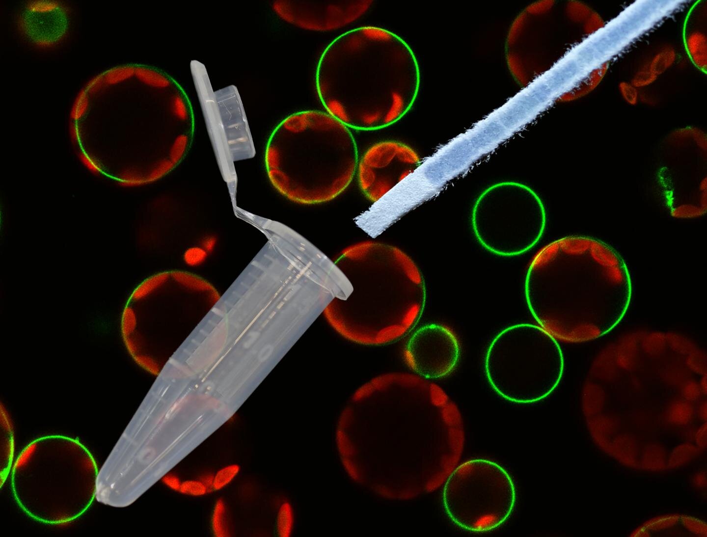 A simple dipstick allows genetic material to be extracted in as little as 30 seconds. Credit: The University of Queensland