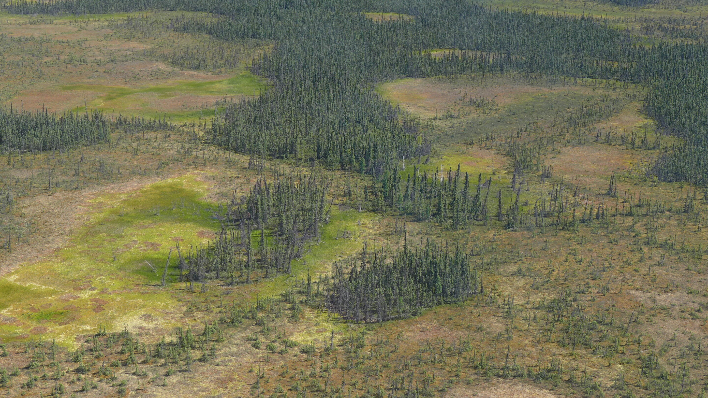 Water loss in northern peatlands threatens to intensify fires, global warming - Phys.org