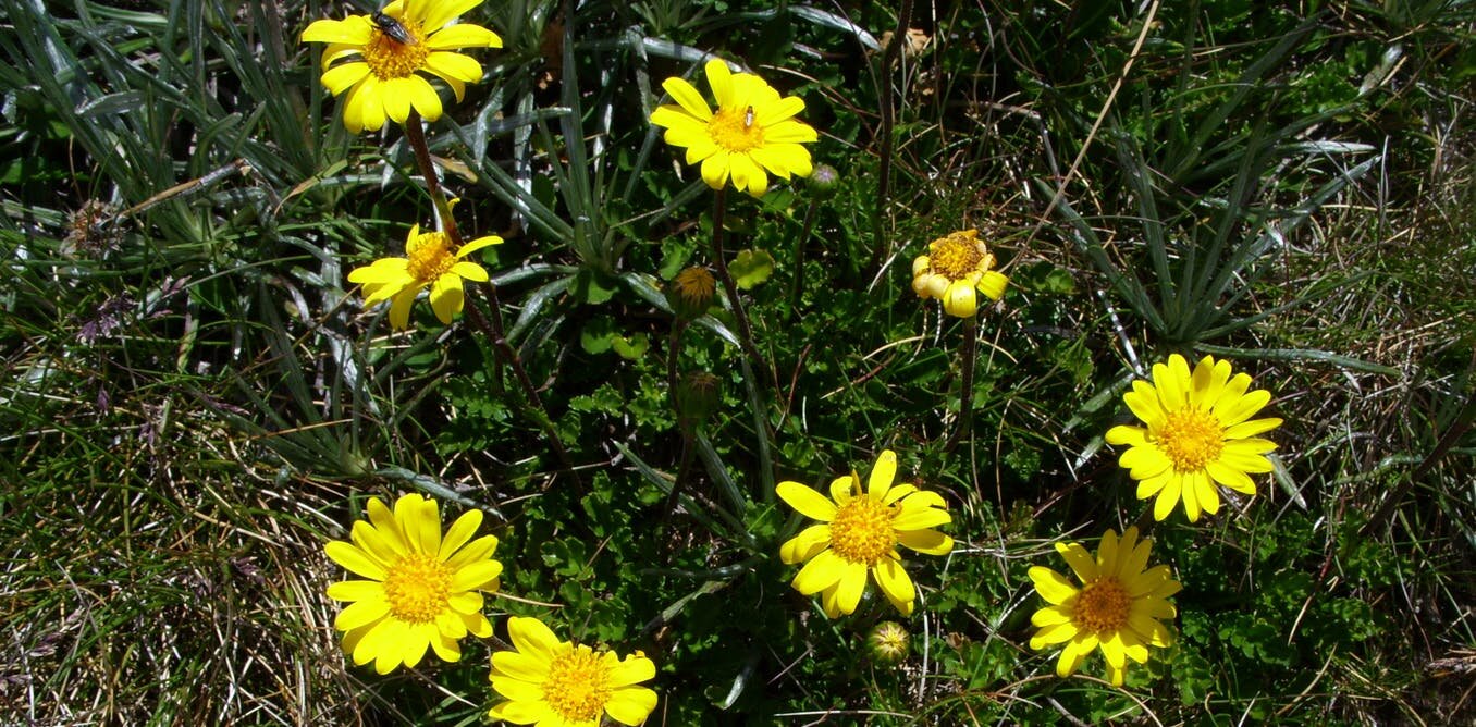 photo of We accidentally found a whole new genus of Australian daisies. You've probably seen them on your bushwalks image