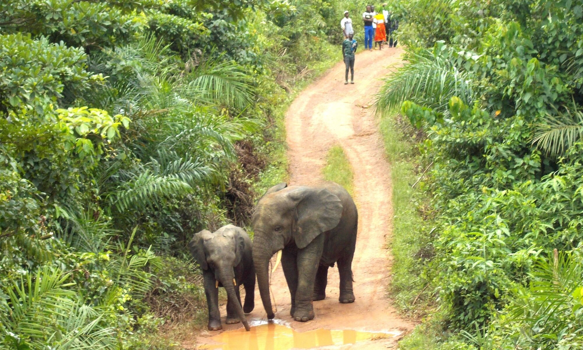 photo of West Africa walkabout: The further adventures of the elephant brothers image