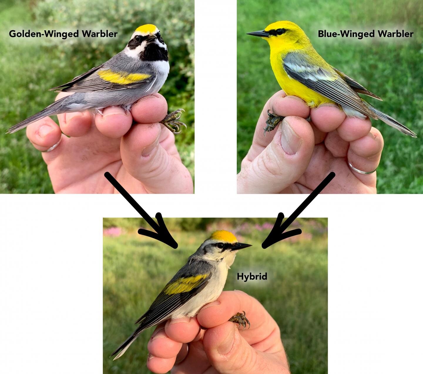 photo of What determines a warbler's colors? image