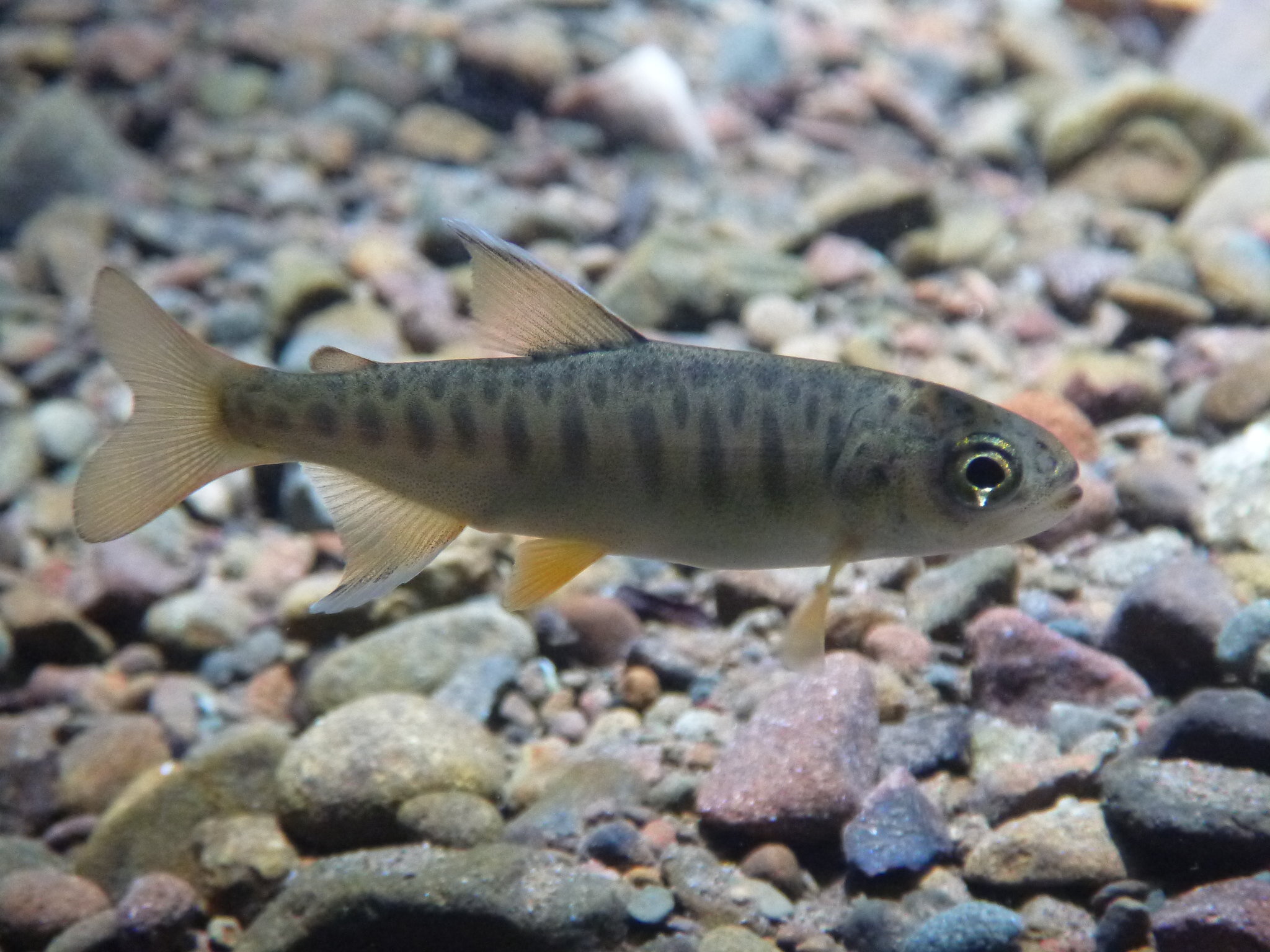 What does drought mean for endangered California salmon? - Phys.org