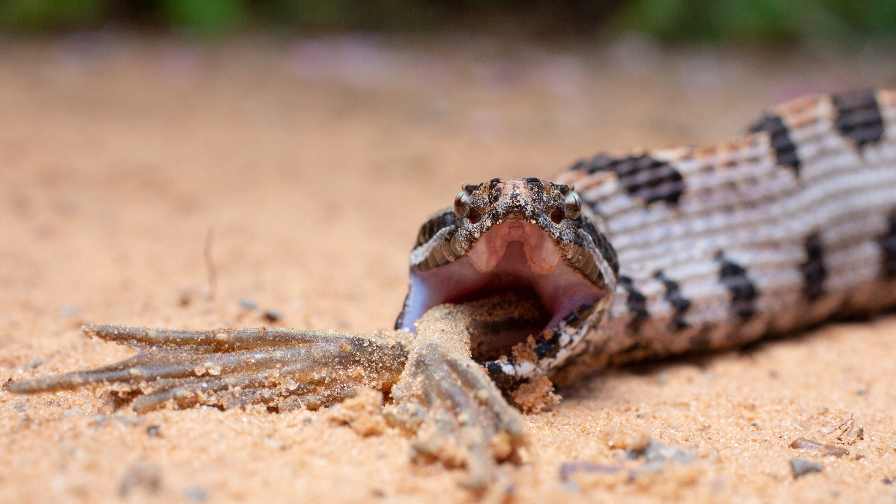Researchers find the complexity of snake venom driven by a prey diet