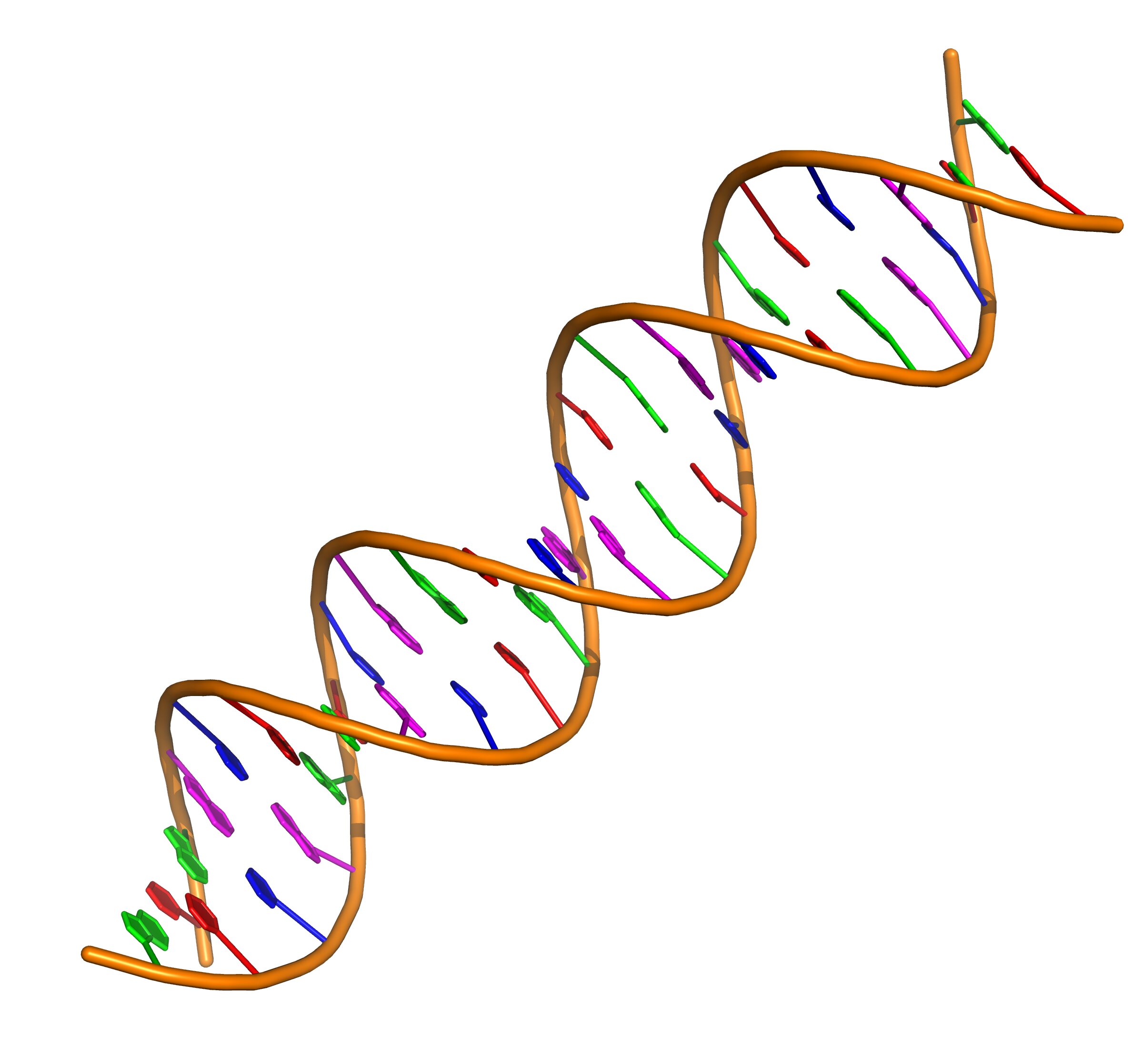 Dynamic twists and loops can enable DNA to modulate its function