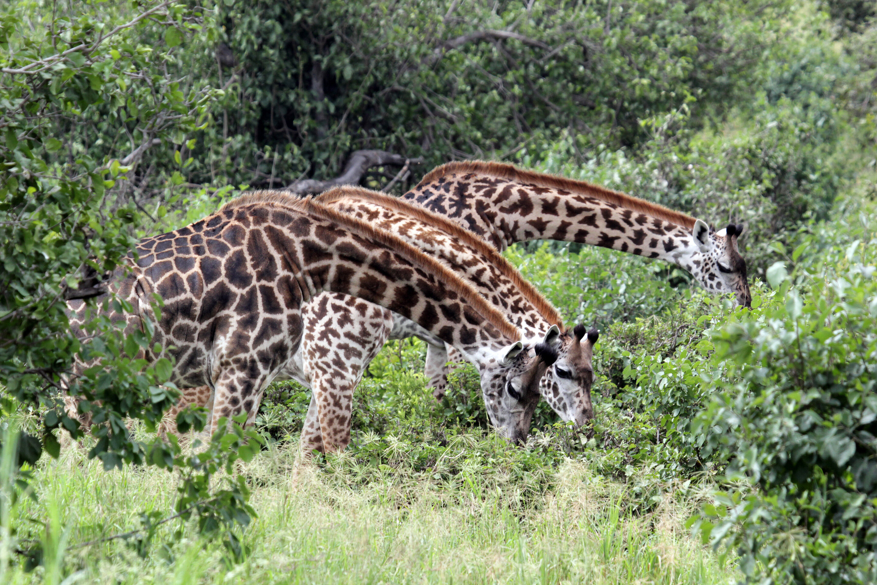 Friends matter: Giraffes that group with others live longer