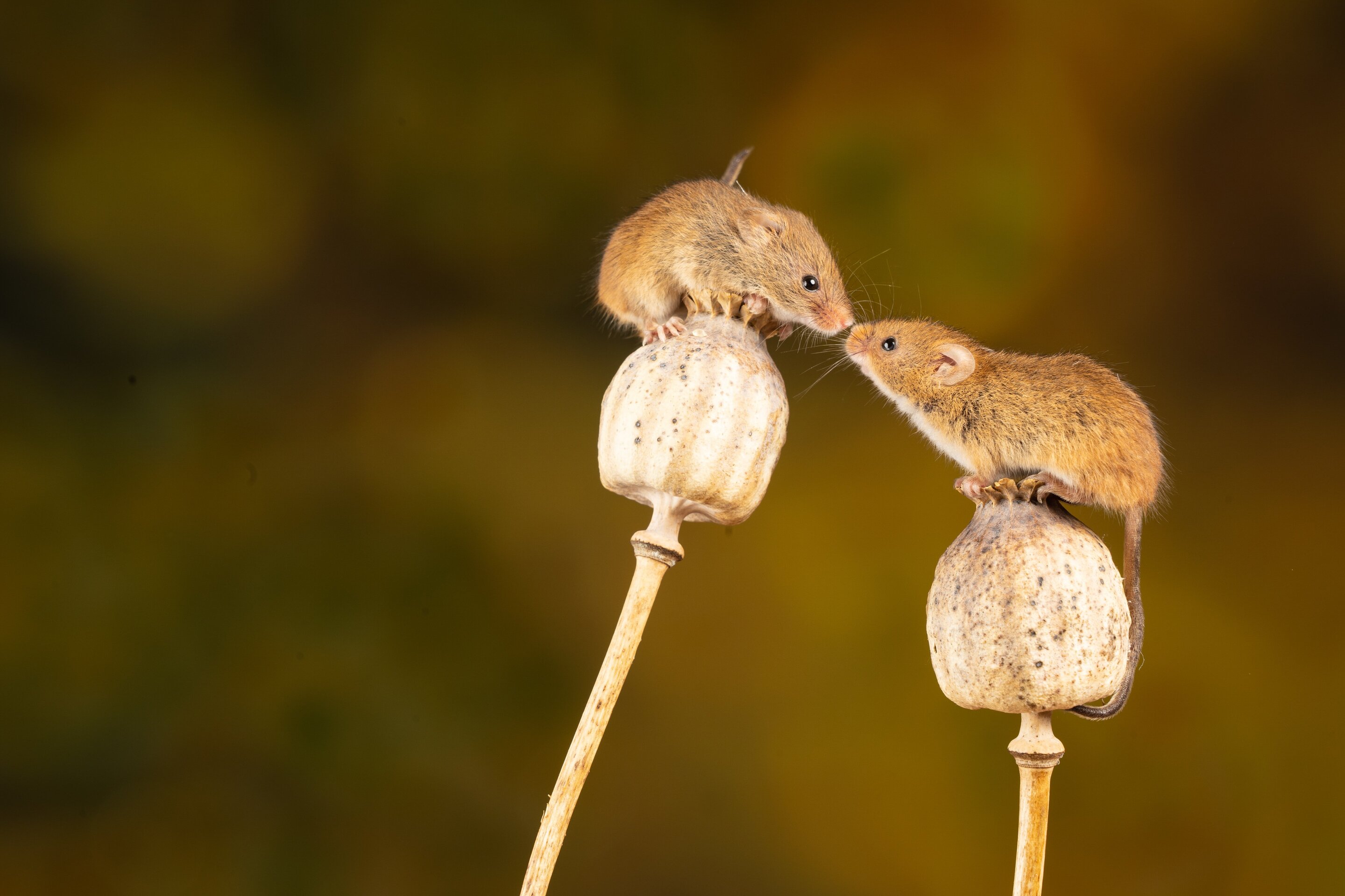 'Experienced' mouse mothers tutor other females to parent, helped by hormone oxy..