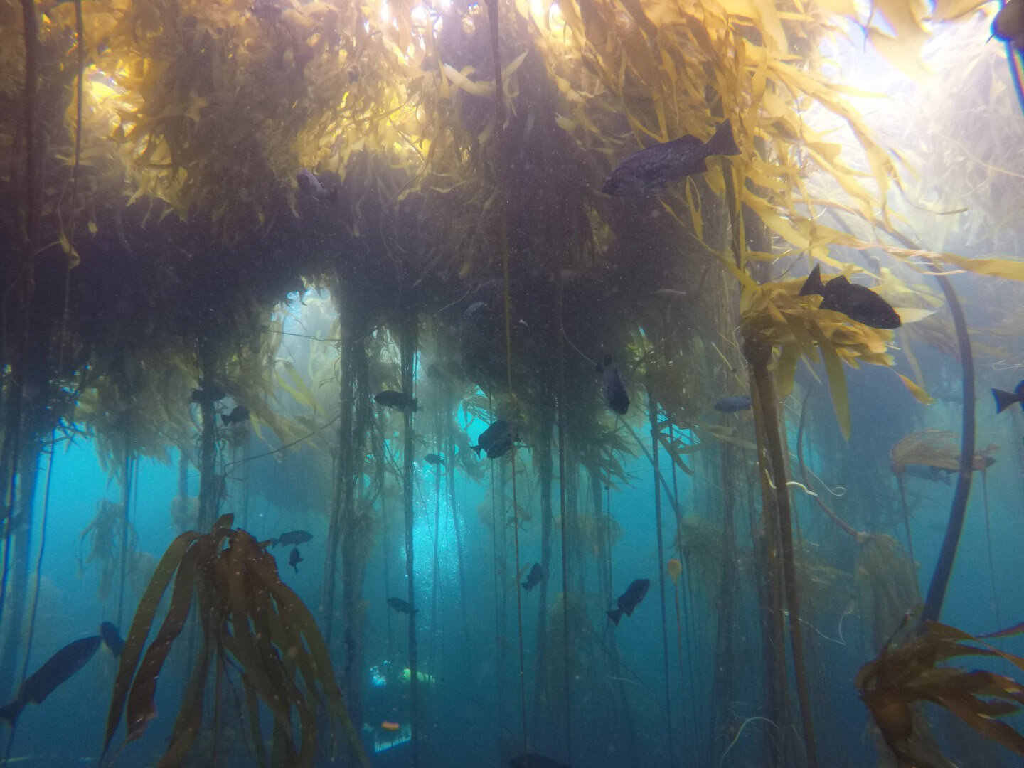 The collapse of Northern California kelp forests will be difficult to stop