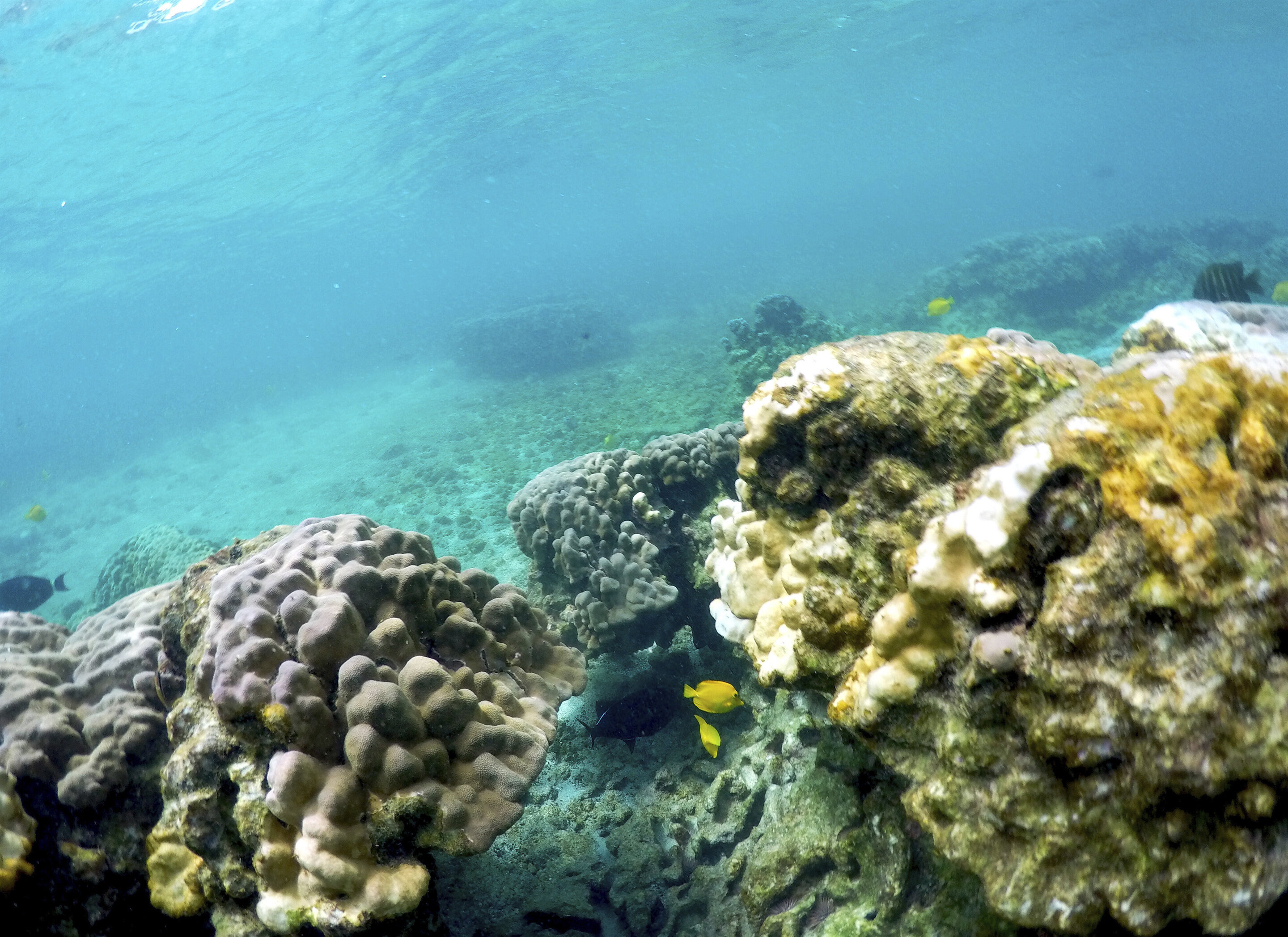 Coral Reef Degradation in Hawaii: Is Overtourism to Blame?