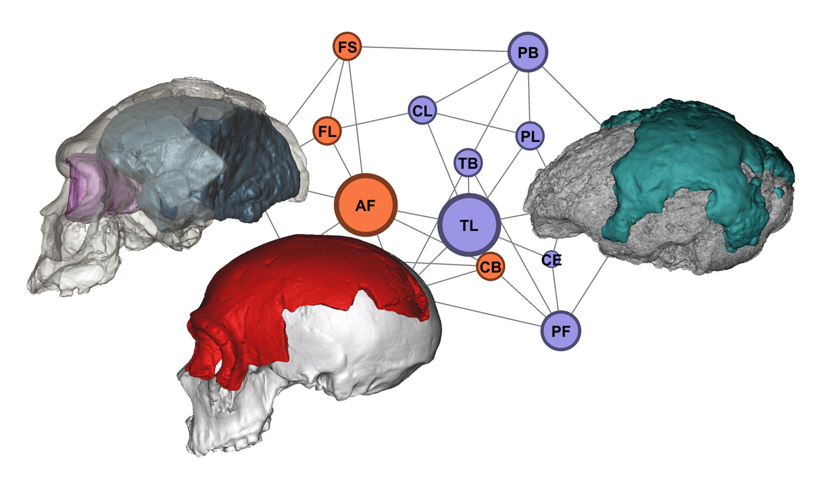 The Evolution of the Brain 