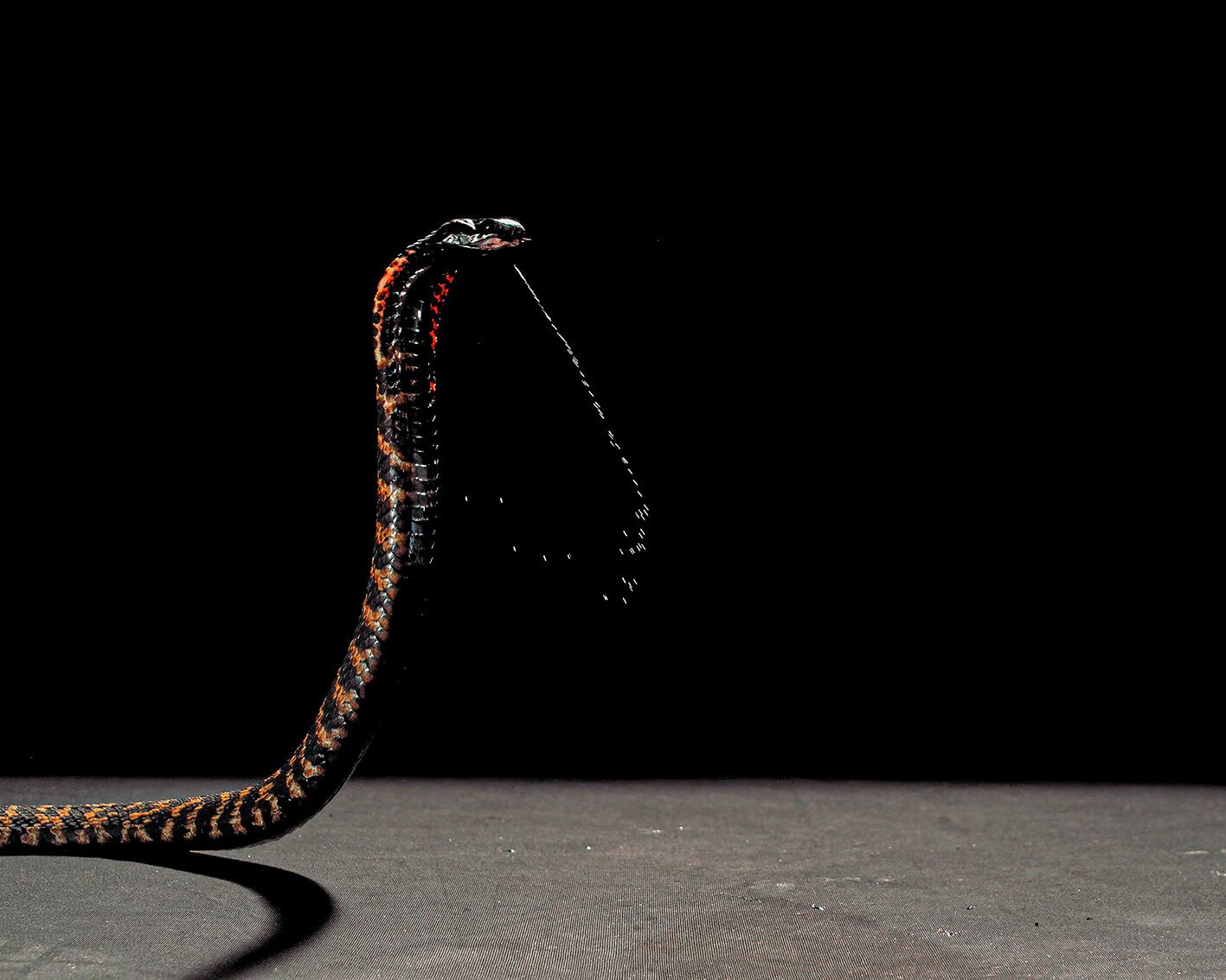 Spitting cobra venom reveals how evolution often finds the same answer to a common problem
