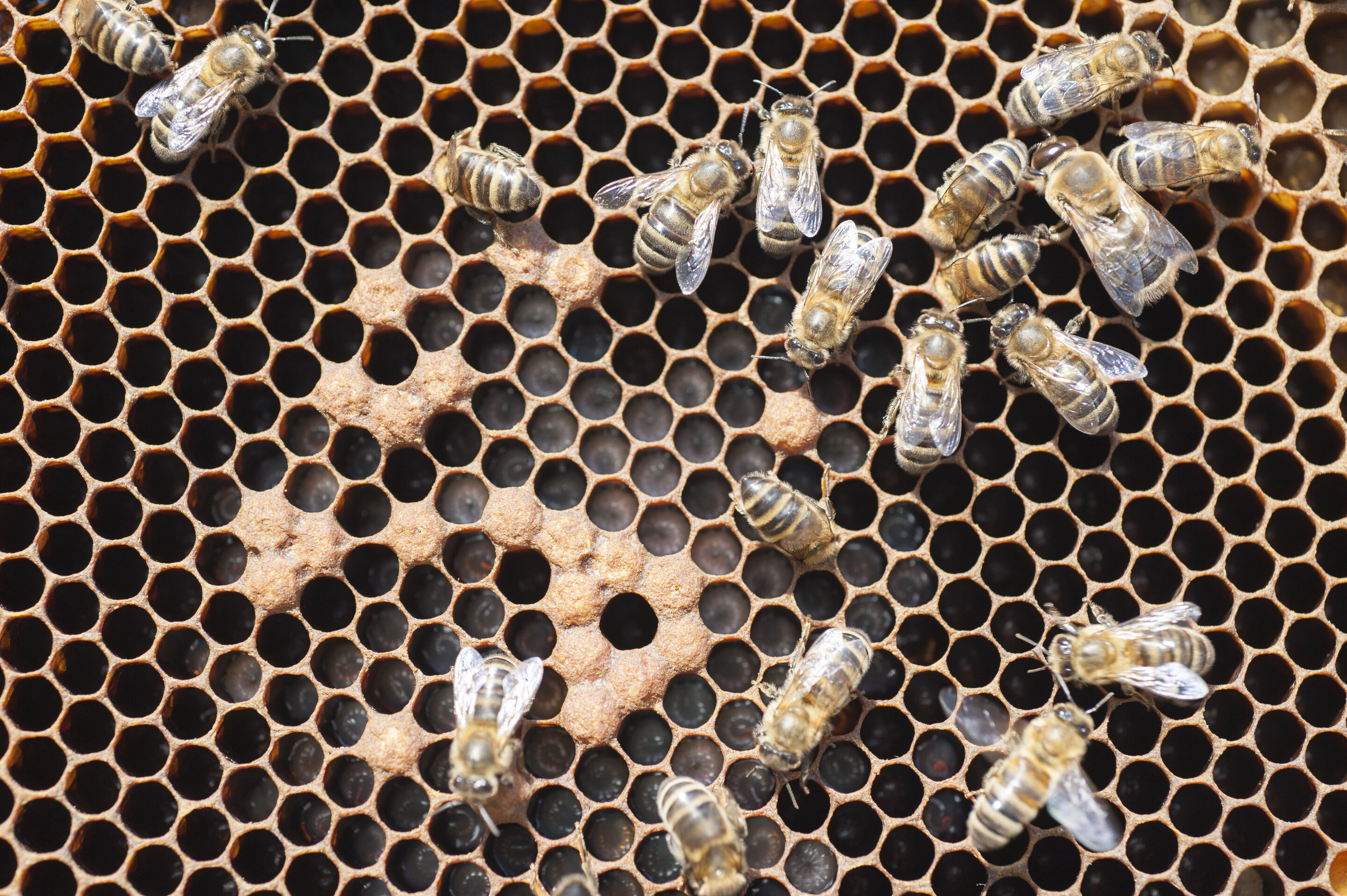 Hygienic honey bees are more resistant to destructive parasite