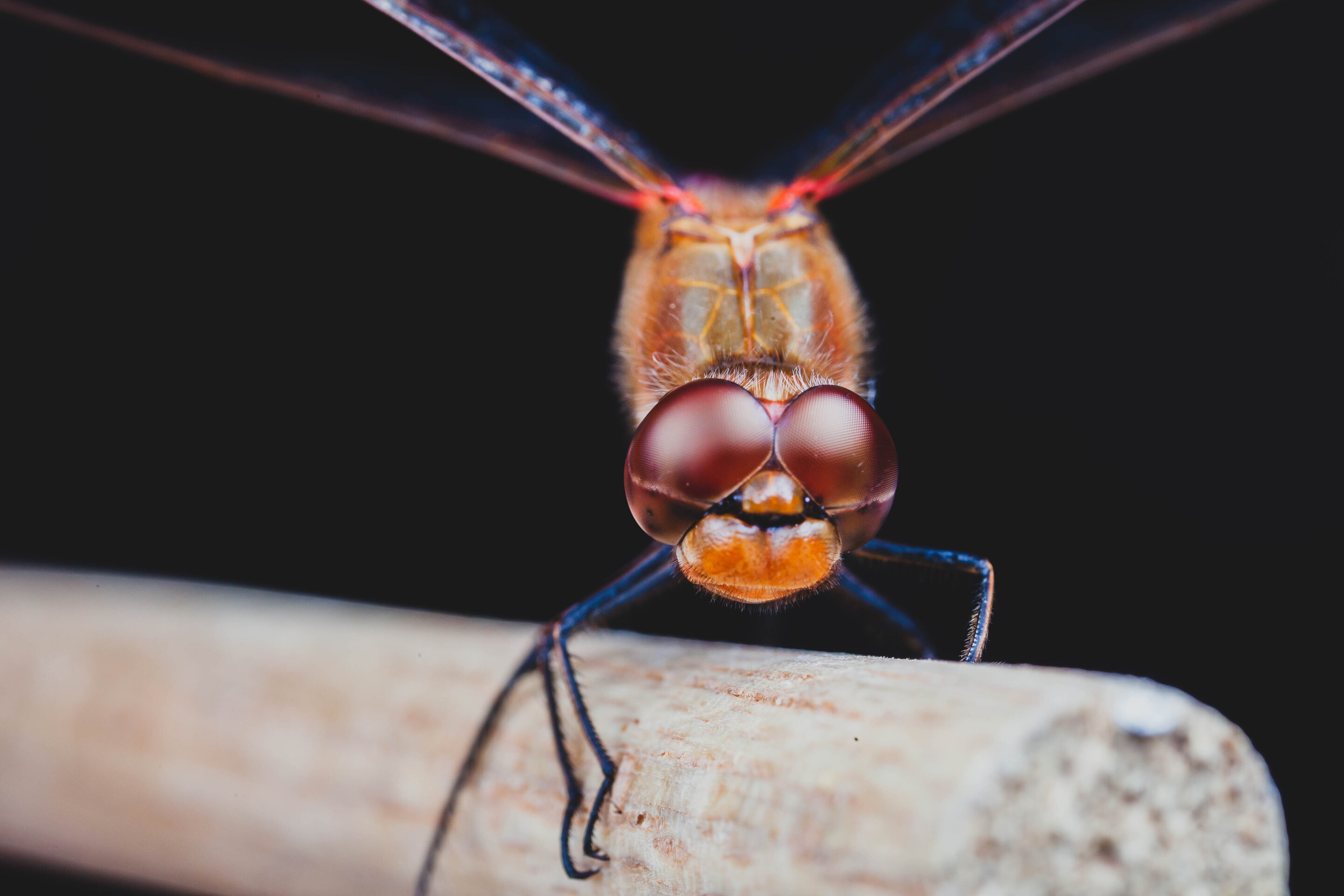 Dragonflies do flip flops upside down to correct themselves