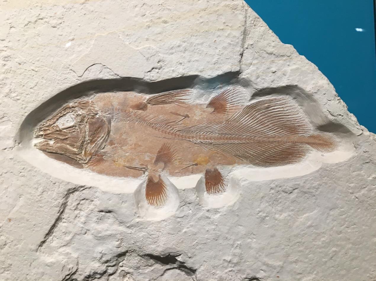 fish fossil travel town