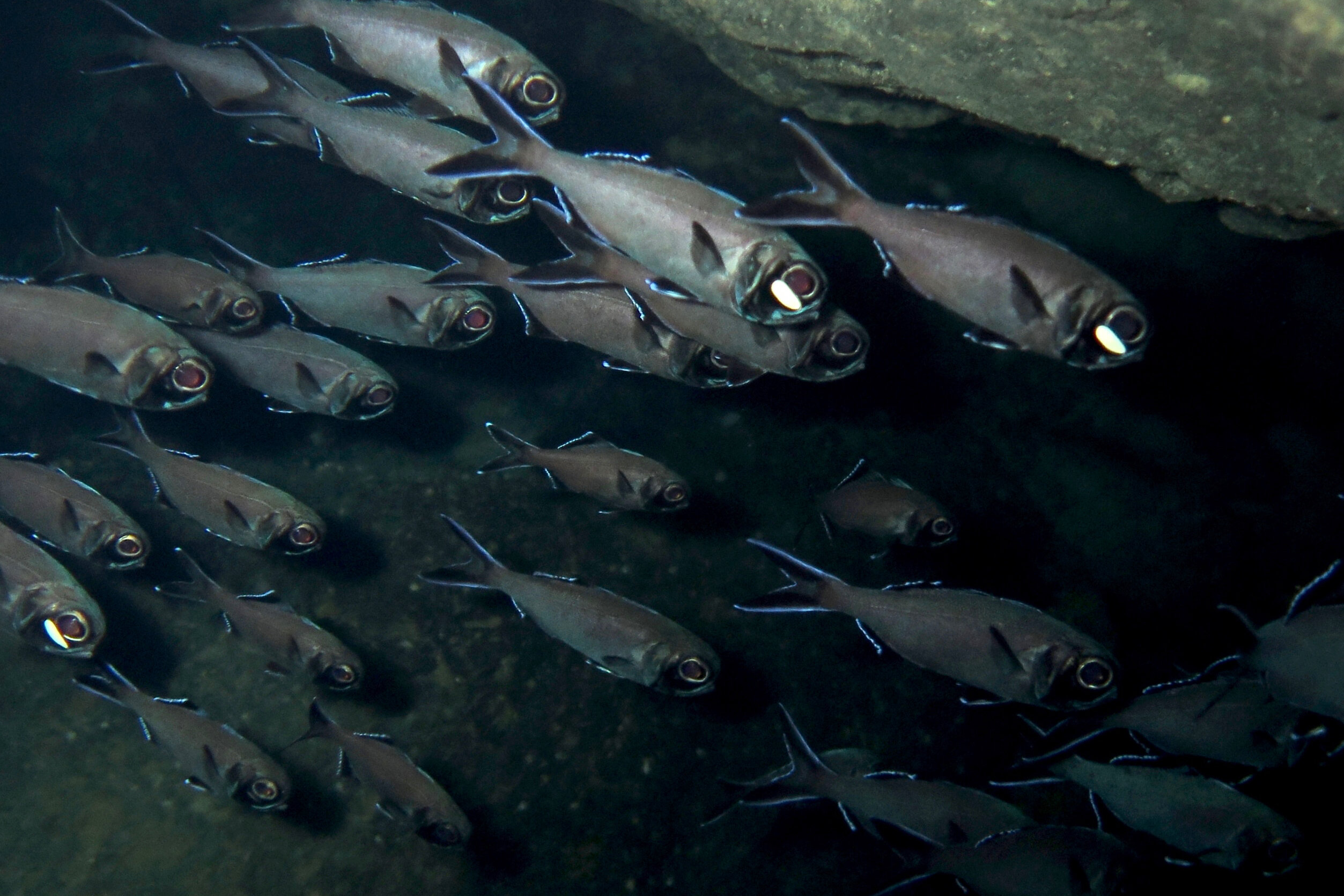 How flashlight fish communicate with light signals in schools