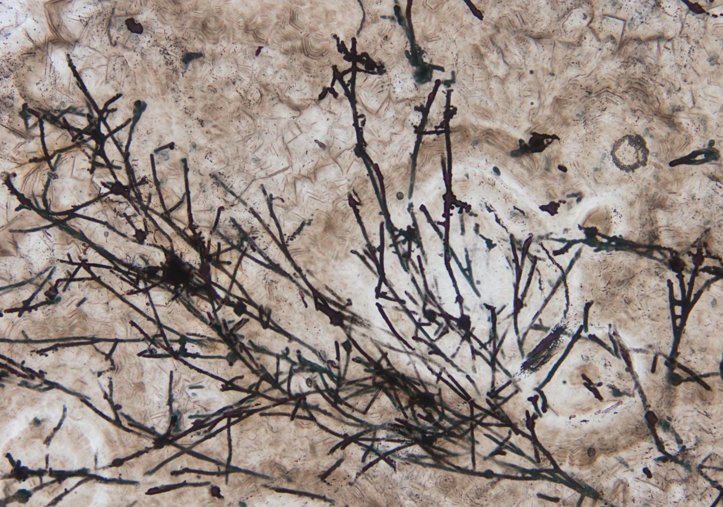 635 million year old fungal microfossils that saved us from the ice age have been discovered