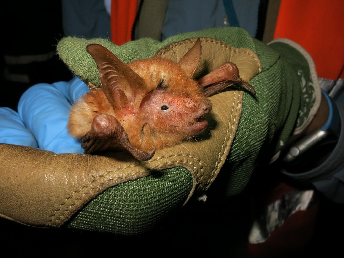 photo of Scientists discover new 'spectacular' bat from West Africa image