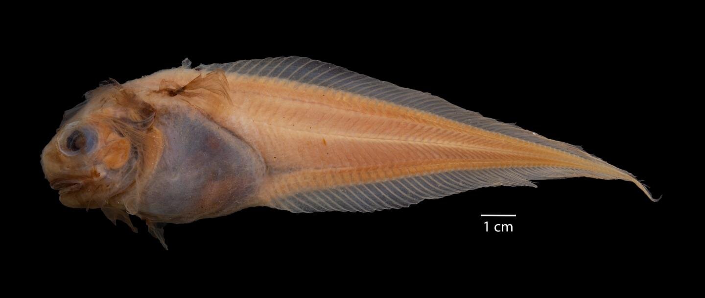 San Diego scientists identify new fish species 6,000 feet under
