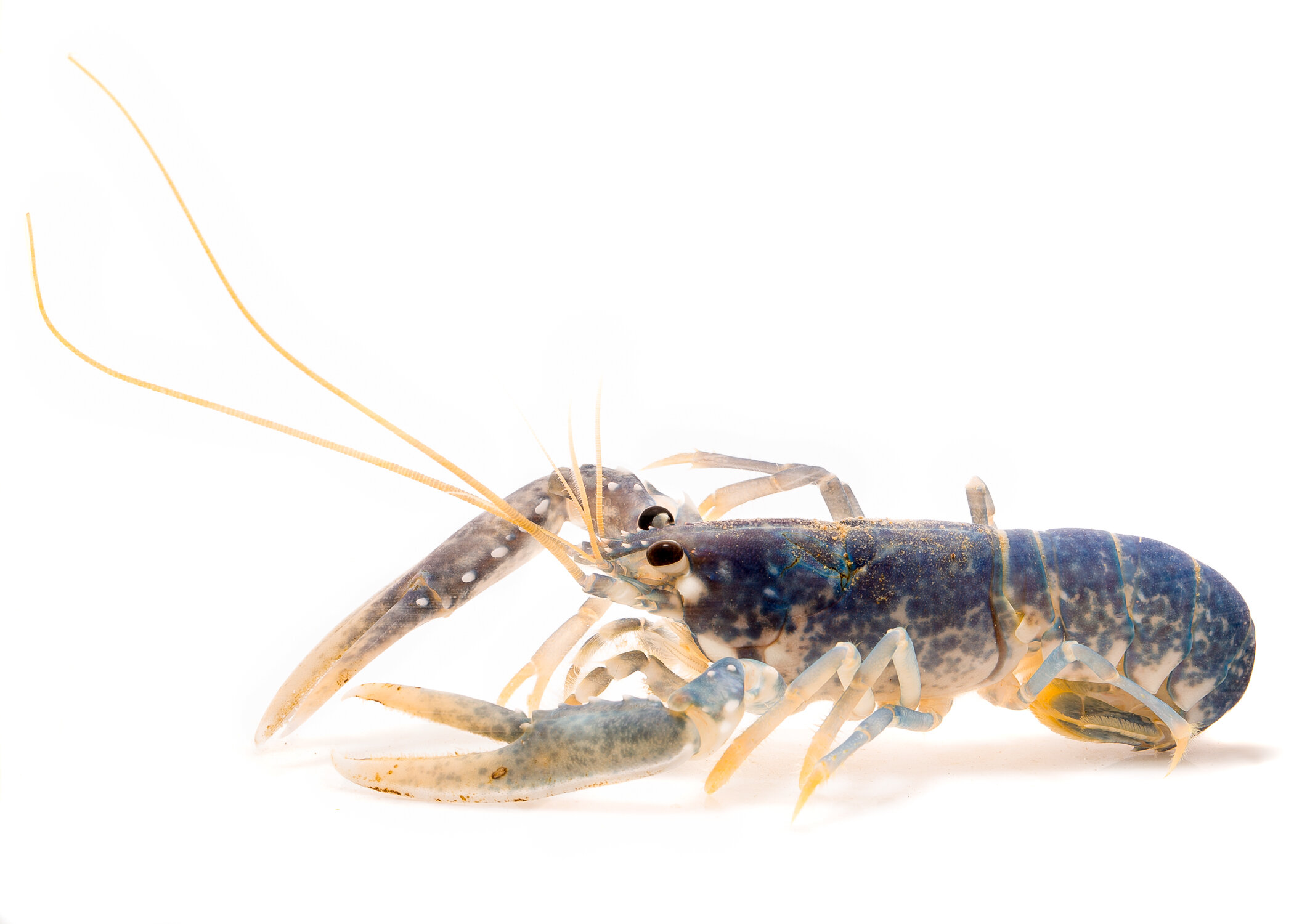 Ageing the unageable: Researchers develop new way to age lobsters
