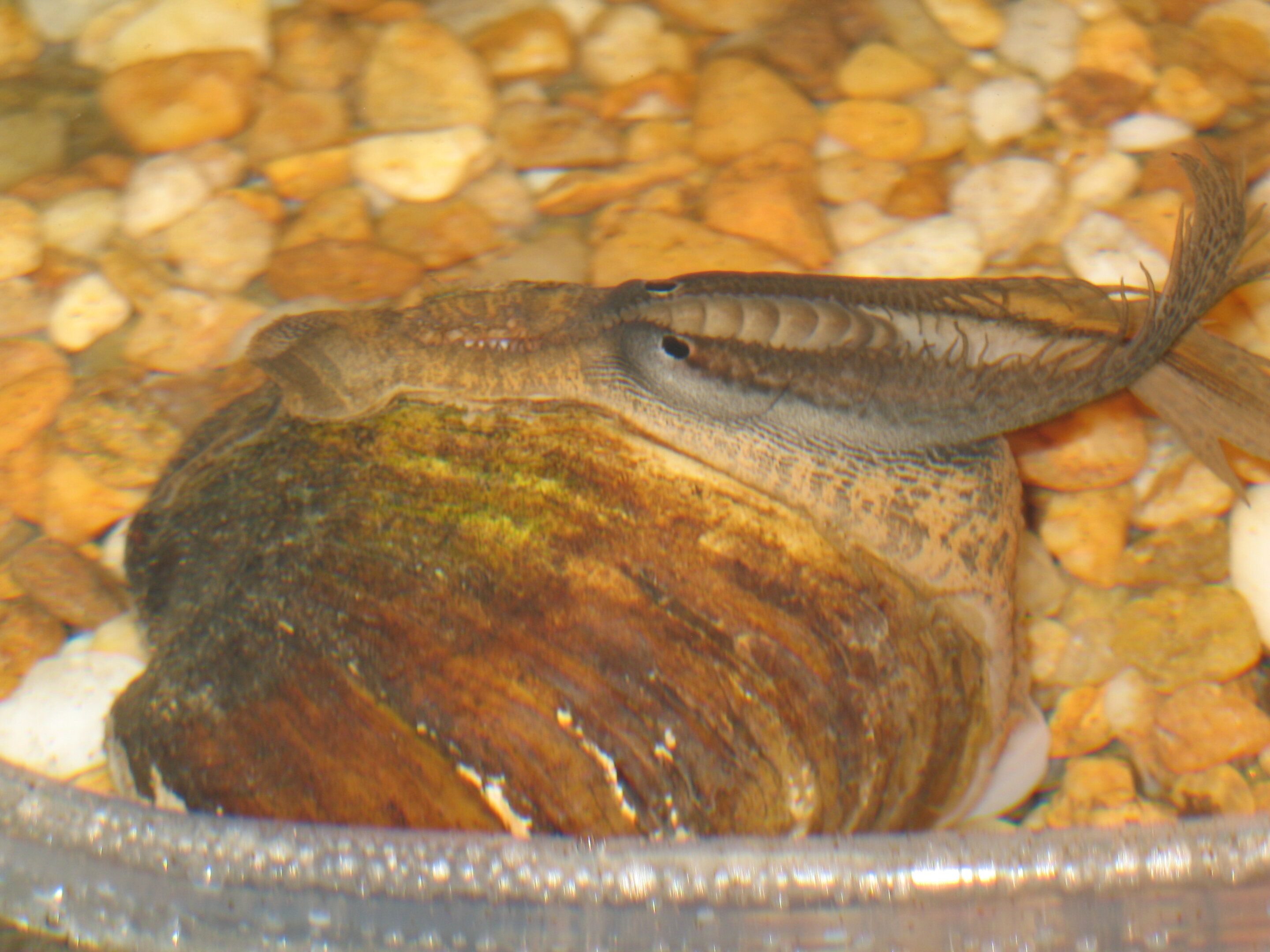 Alluring larvae: Competition to attract fish drives species diversity among  freshwater mussels