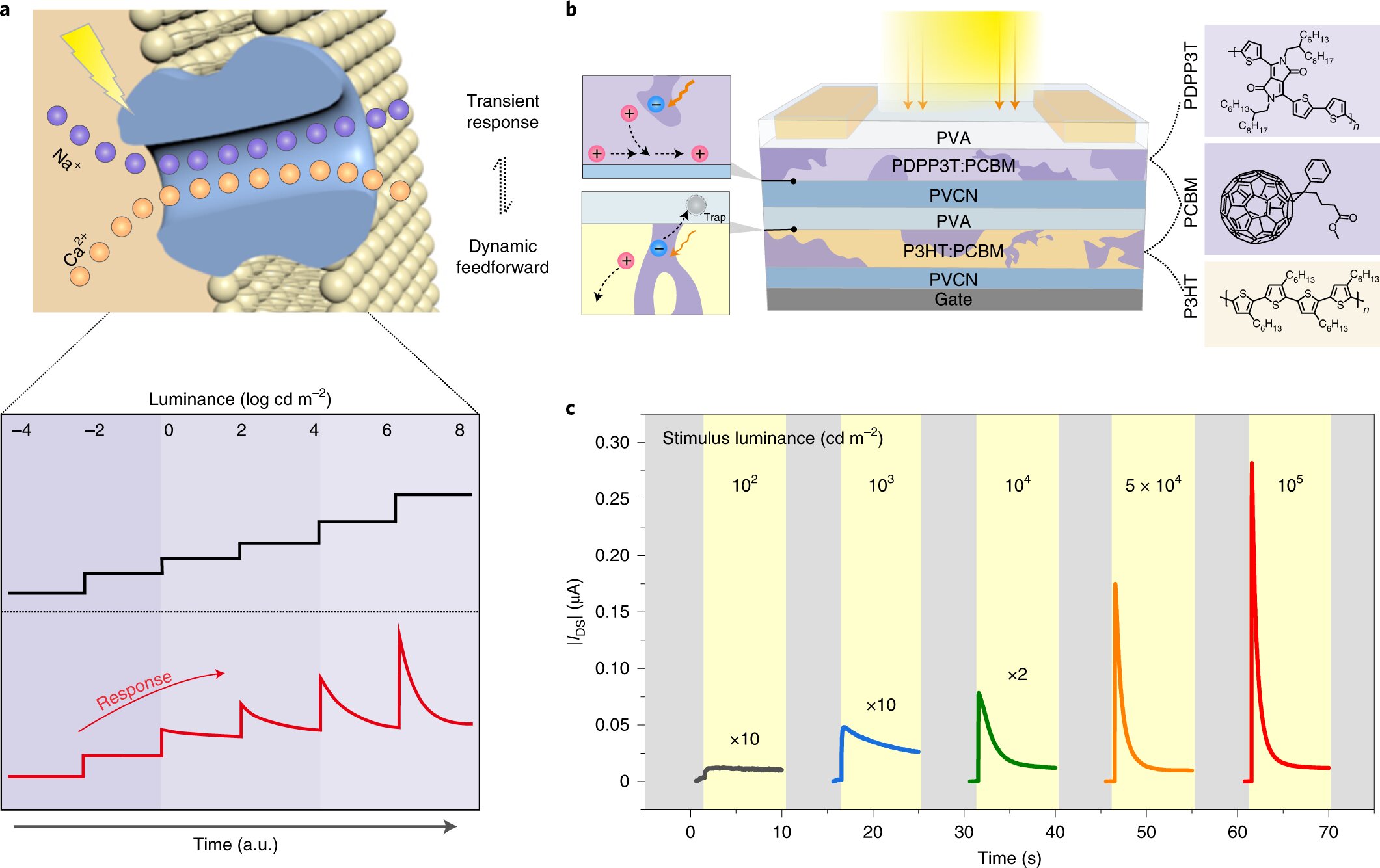 An organic active adaptation transistor with light intensity-dependent photoadaptation