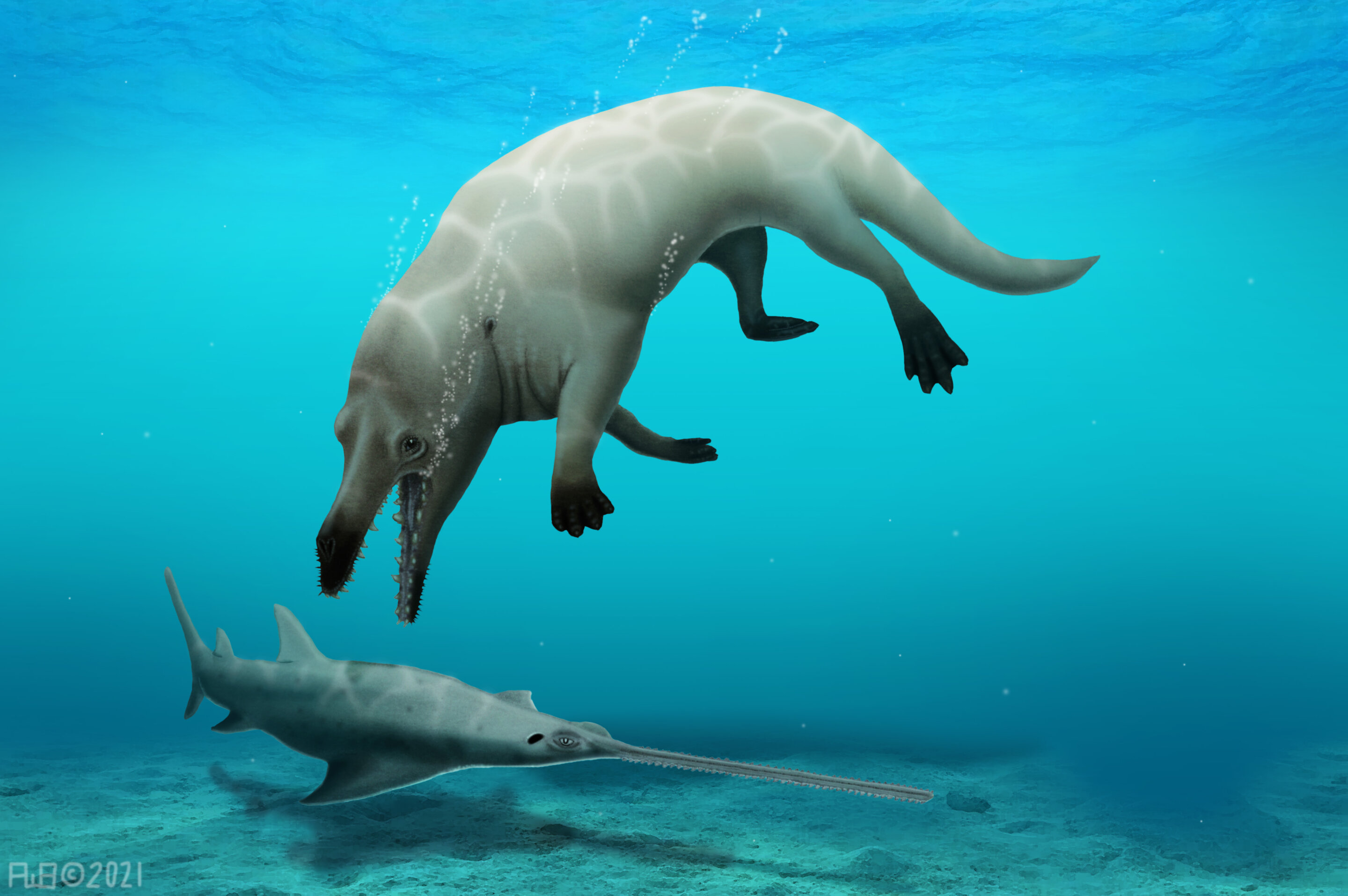 Analysis of new species of ancient four-legged whale published