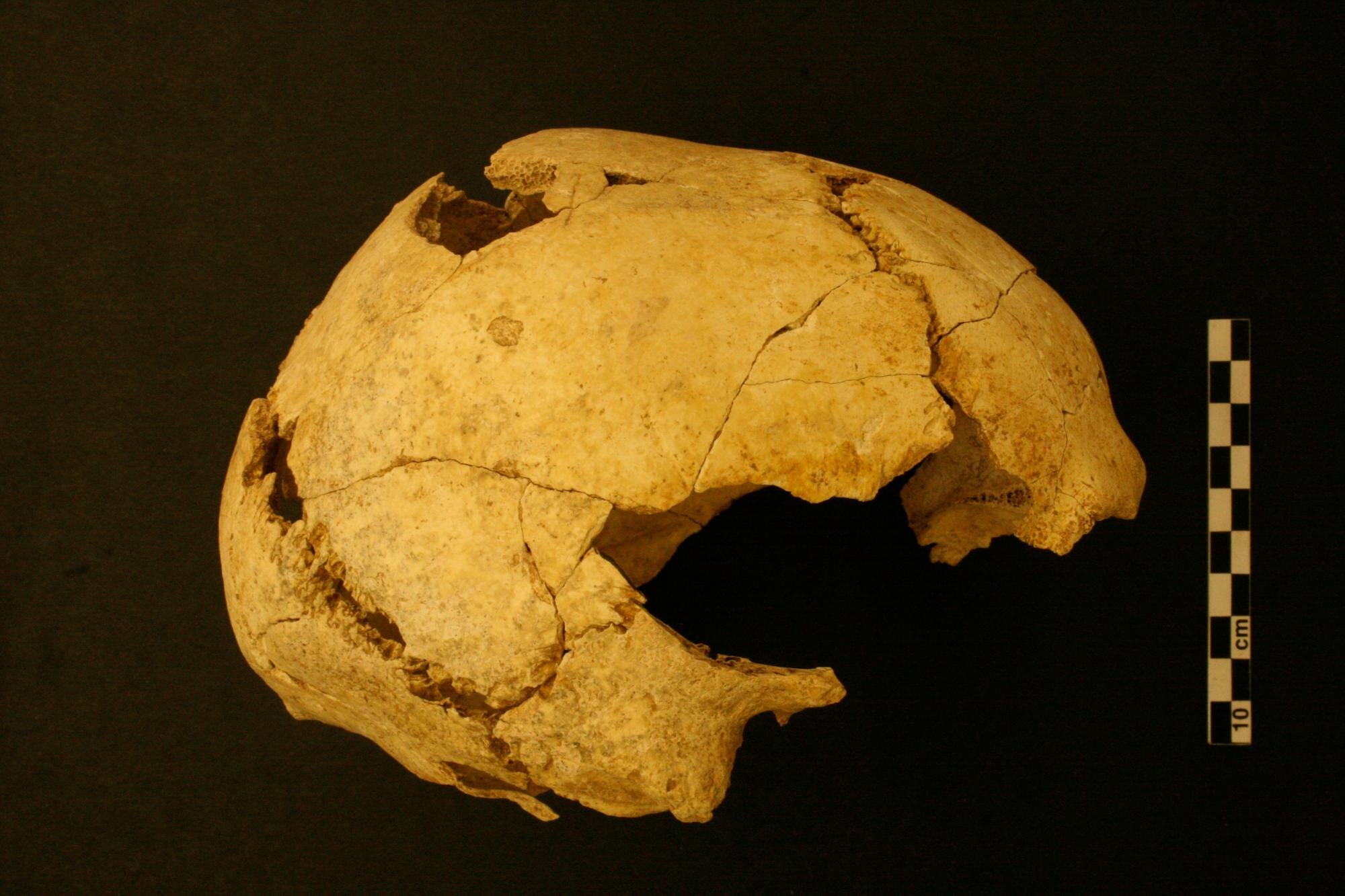 Human skull of Mollet III at Serinyà from the ancient excavation. Image: Joaquim Soler