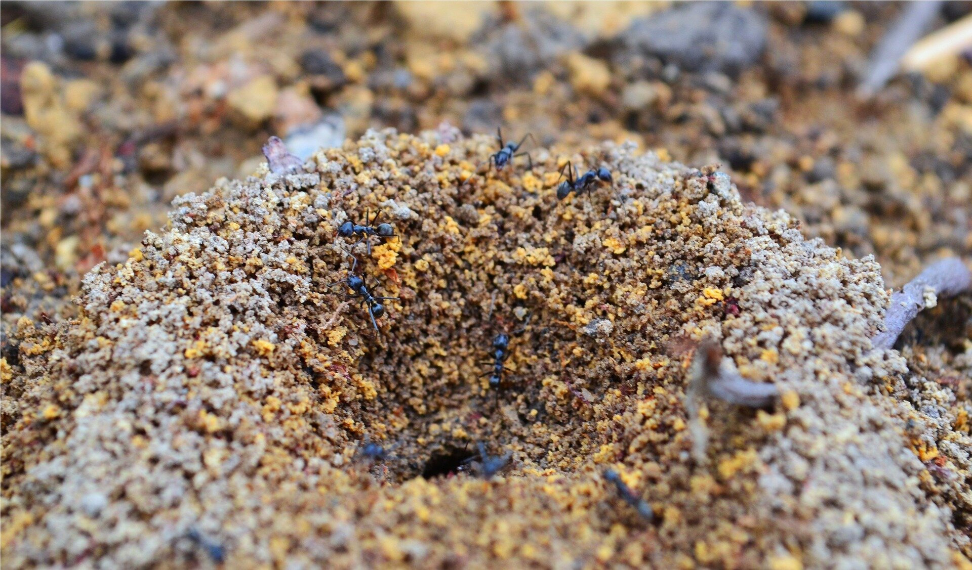 The science of ants' underground cities