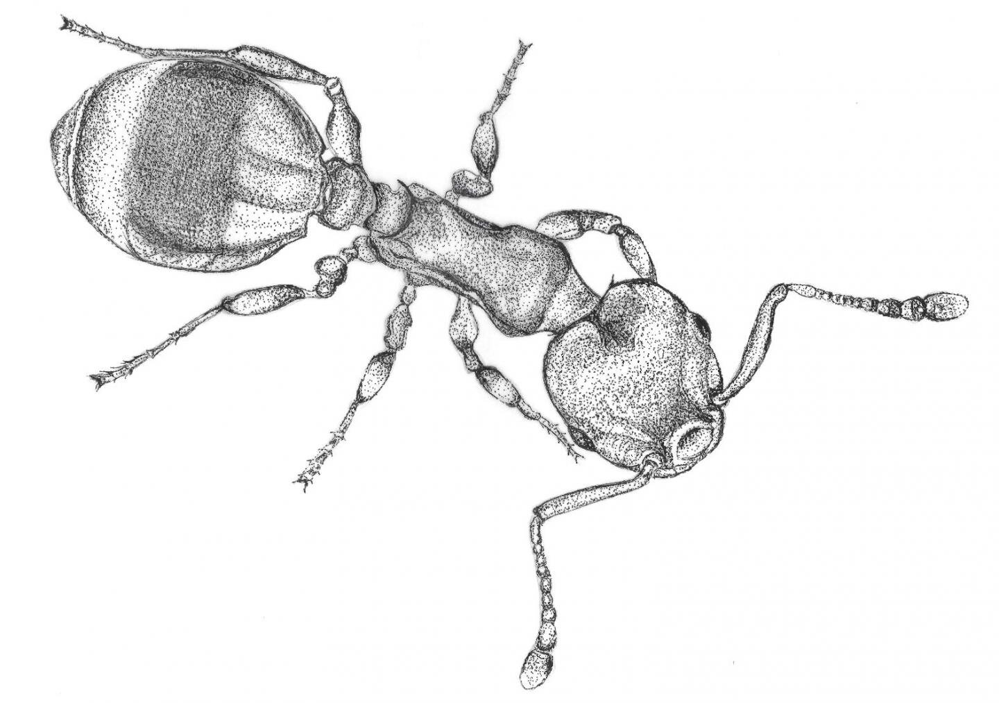 Ant responses to social isolation look like those of humans