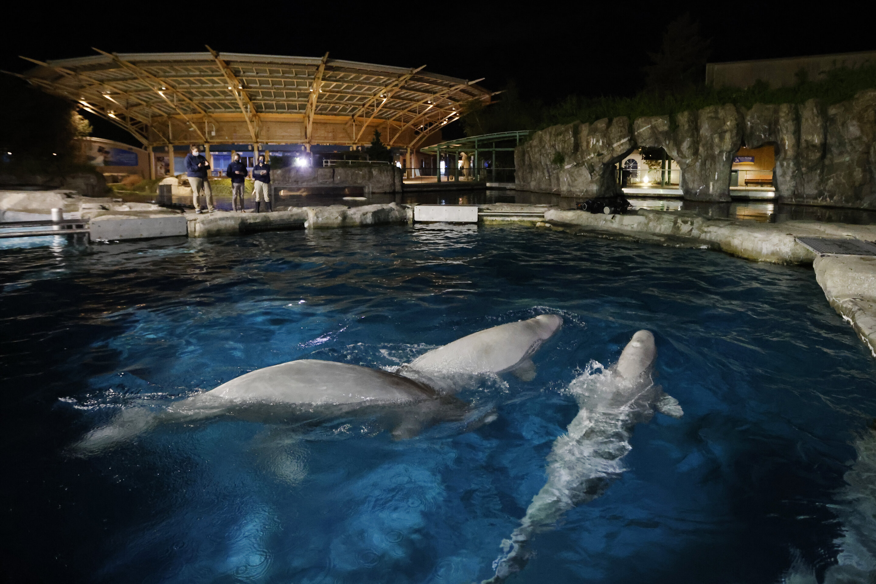 photo of Aquarium to auction off chance to name 3 beluga whales image