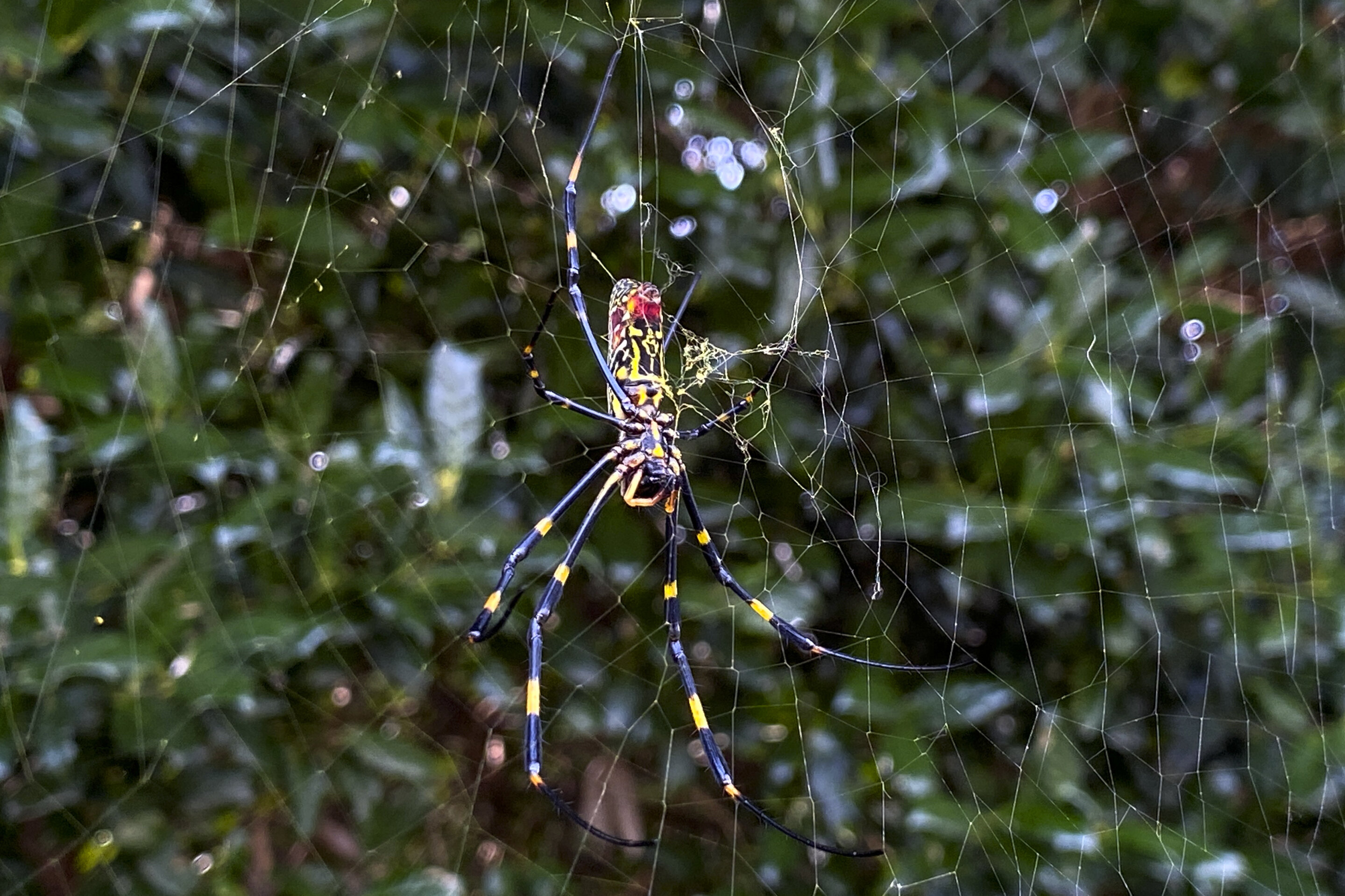 Animythology: Spiders - Shaver's Creek Environmental Center