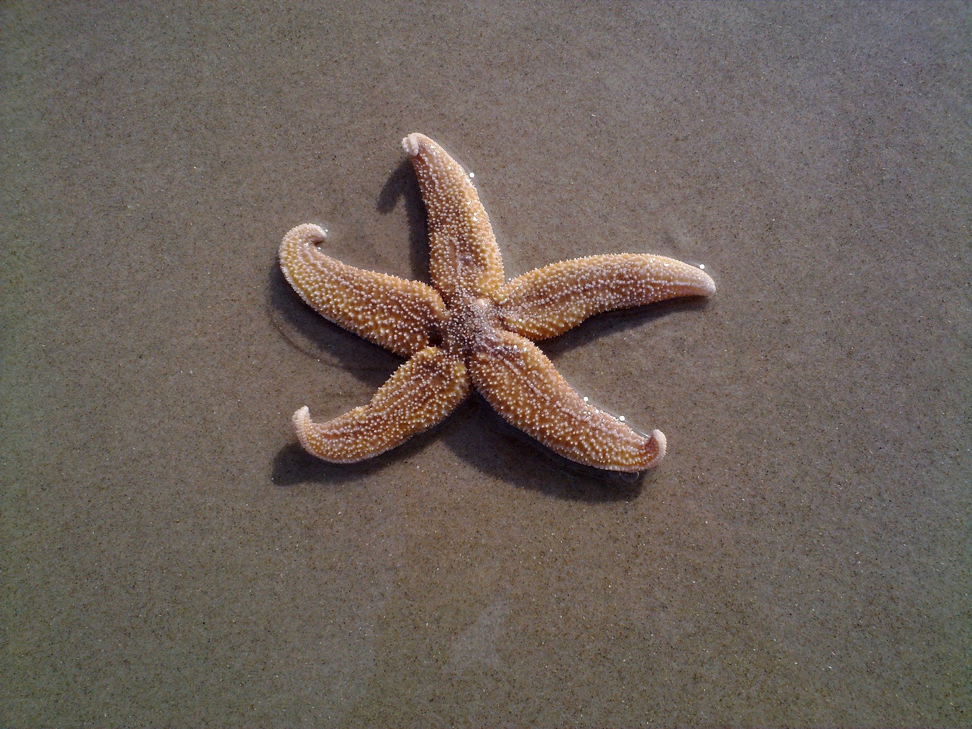 photo of Chemical signals discovered in starfish that stop feeding behavior image