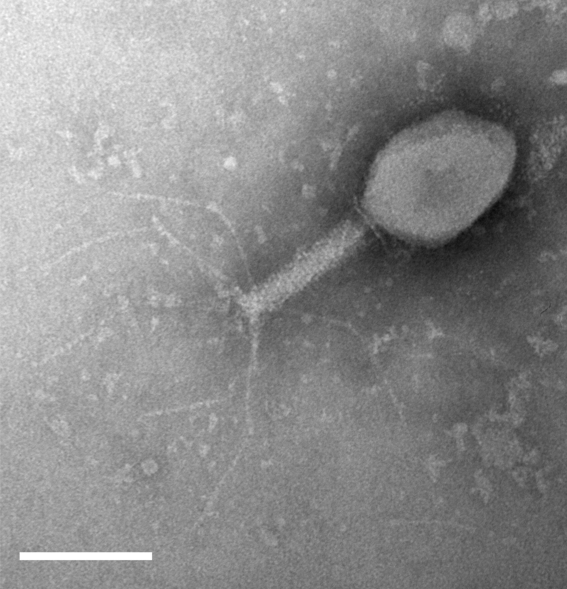 Bacteria can develop strong immunity for protection against viruses