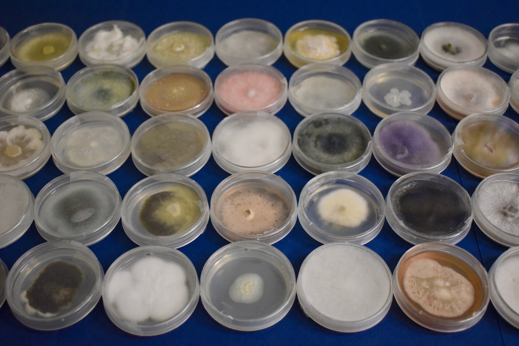 Newswise: bacteria-fungi-interac.jpg