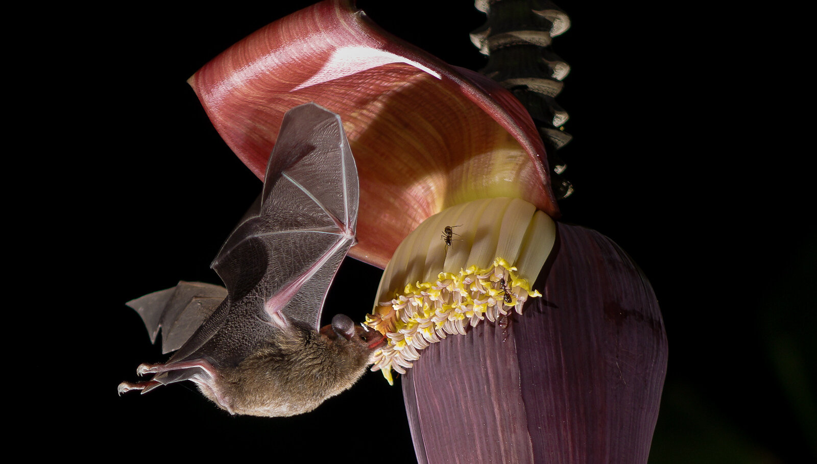 Bat guts become less healthy through diet of 'fast food' from banana plantations